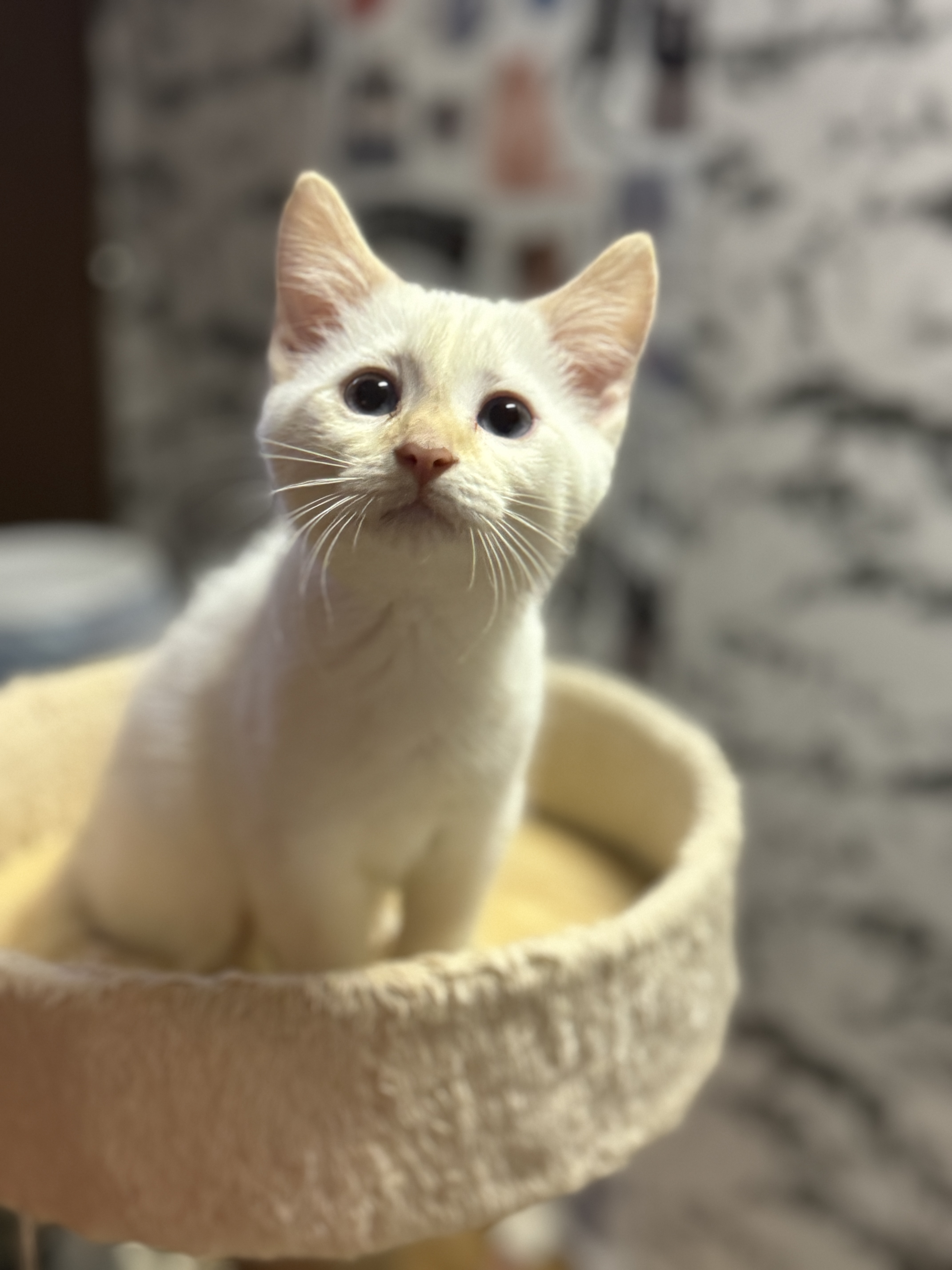 Arturo, Adopted, Kitten Male Domestic Short Hair.