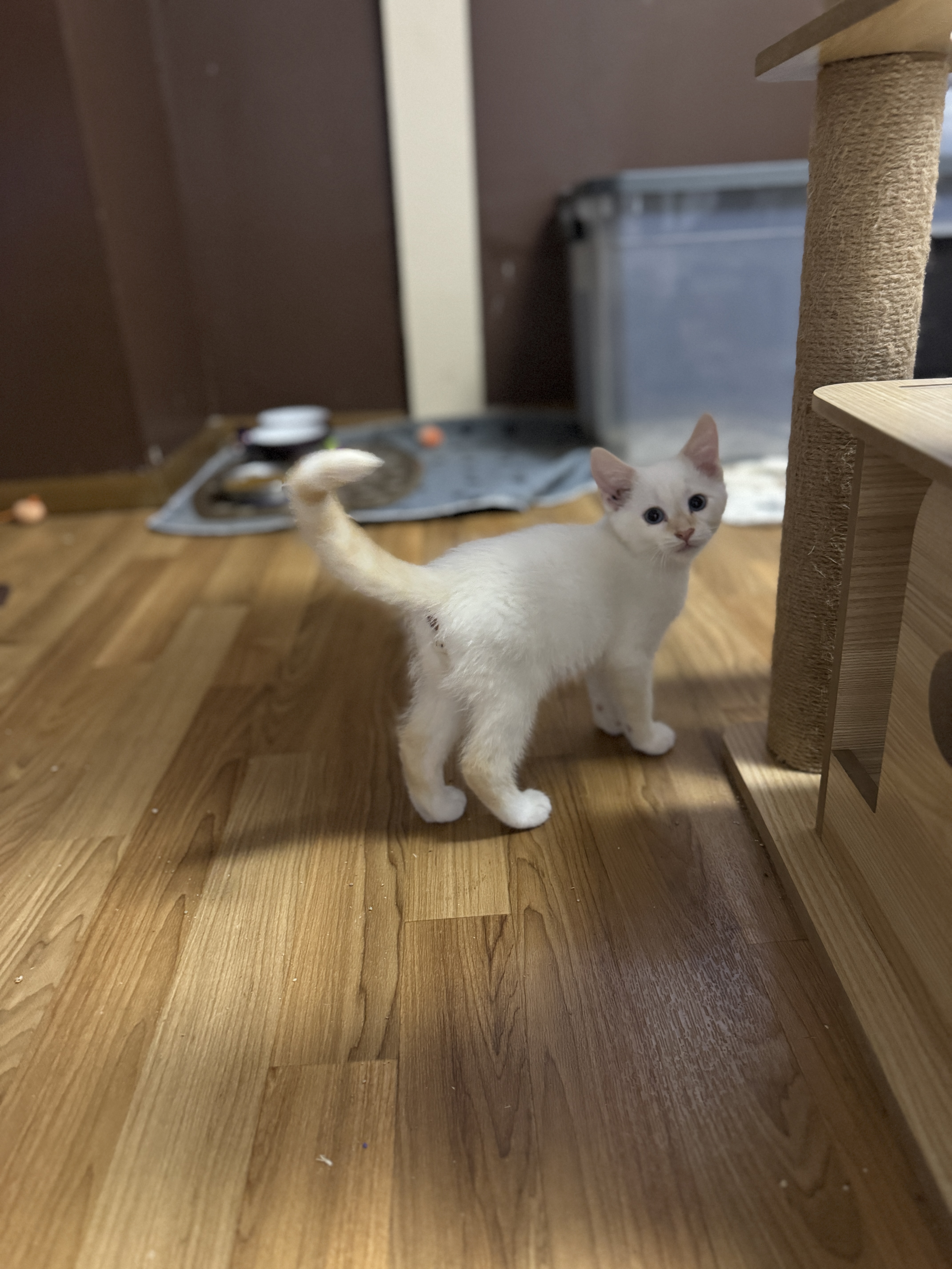 Arturo, a Adopted mixed breed in Massillon, OH image 2/3