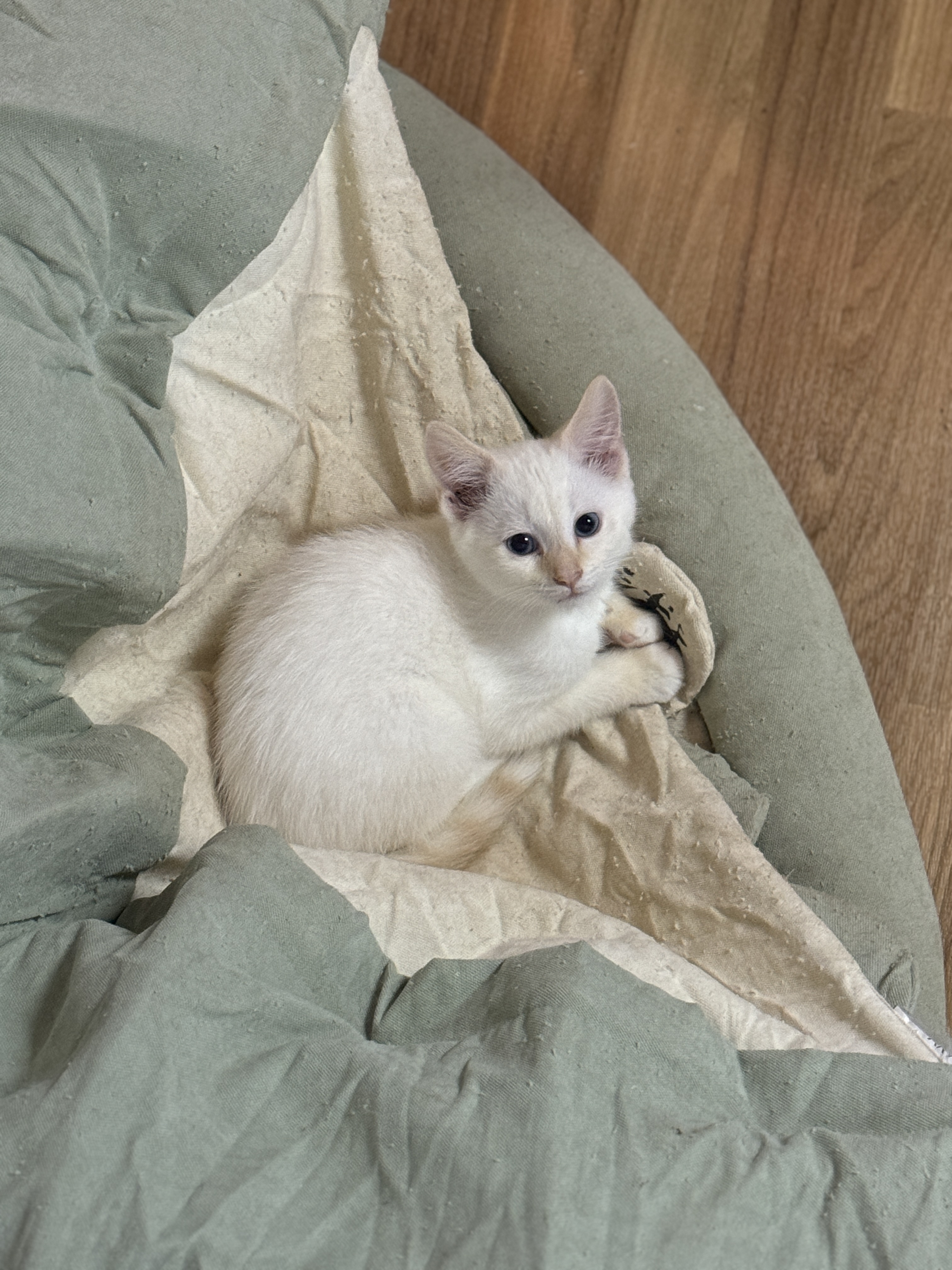 Arturo, a Adopted mixed breed in Massillon, OH image 3/3