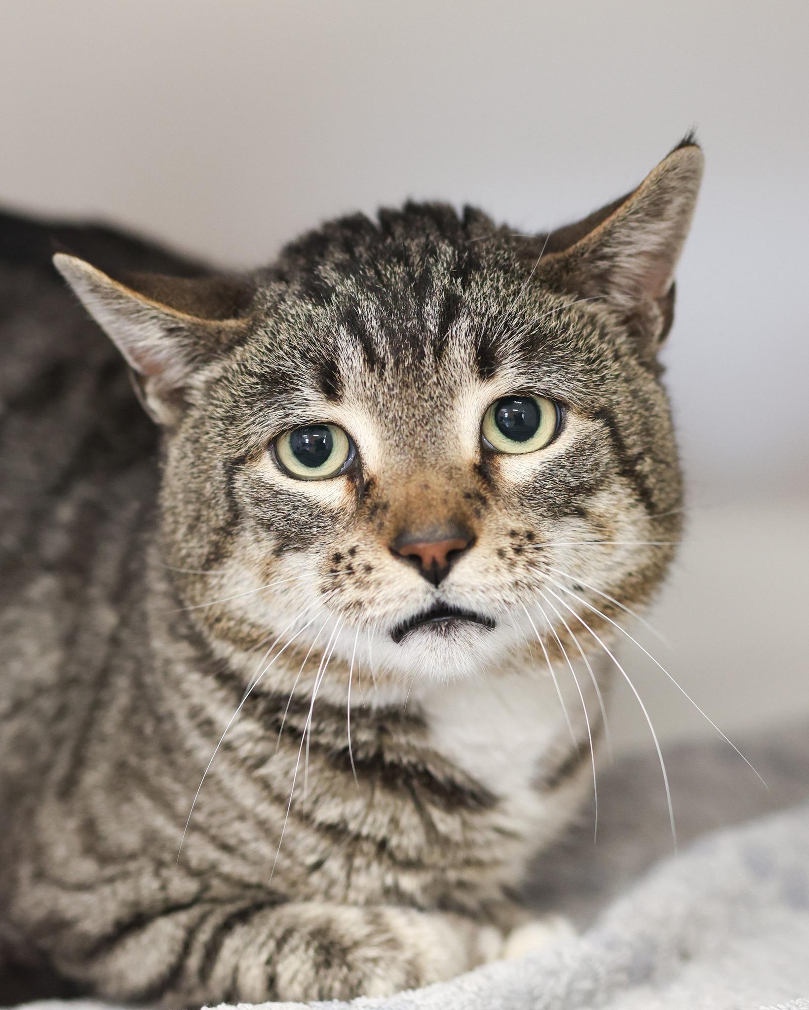 ELMER FUDD (0495), ADOPTABLE, Young Male Domestic Short Hair.