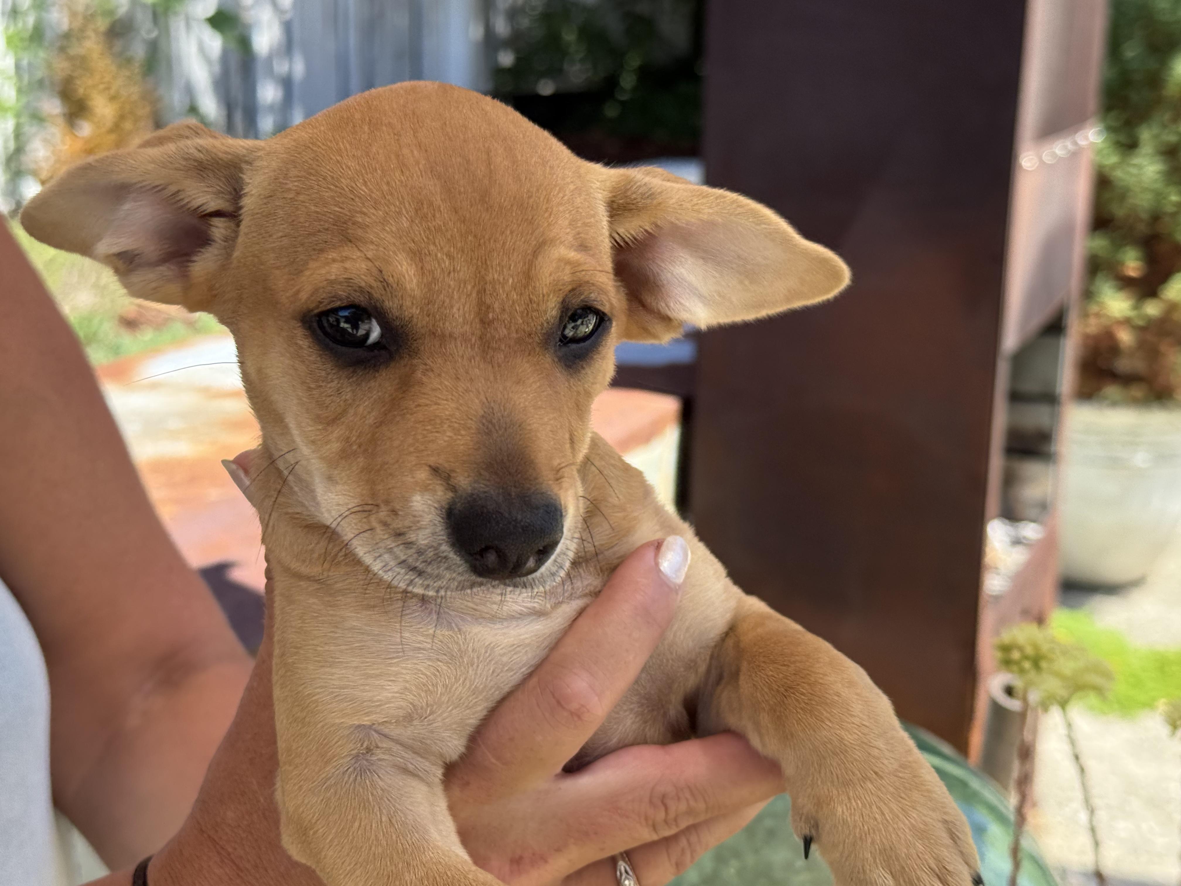 Enlarge Peanut Butter, an adopted mixed breed in Silverdale, WA image 3/4
