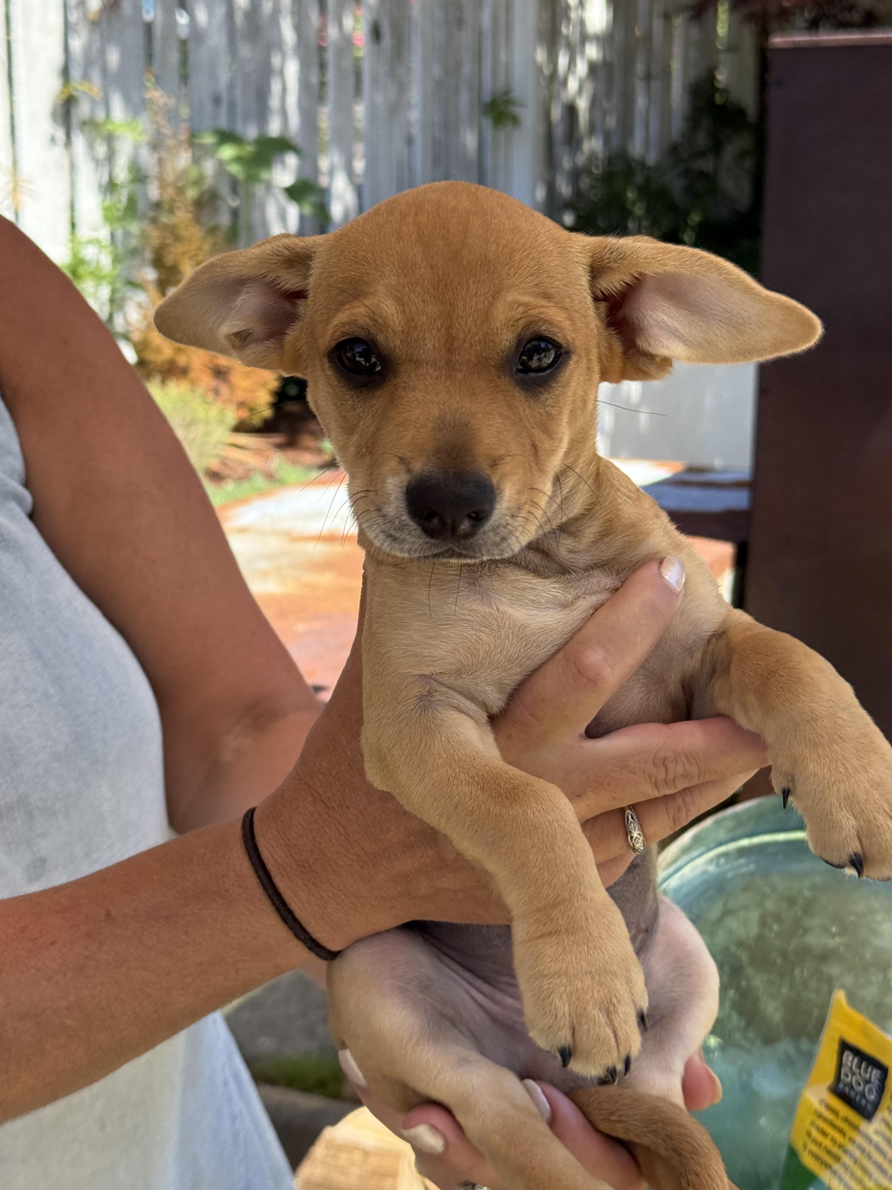 Peanut Butter, adopted, Puppy Male Chihuahua & Dachshund.