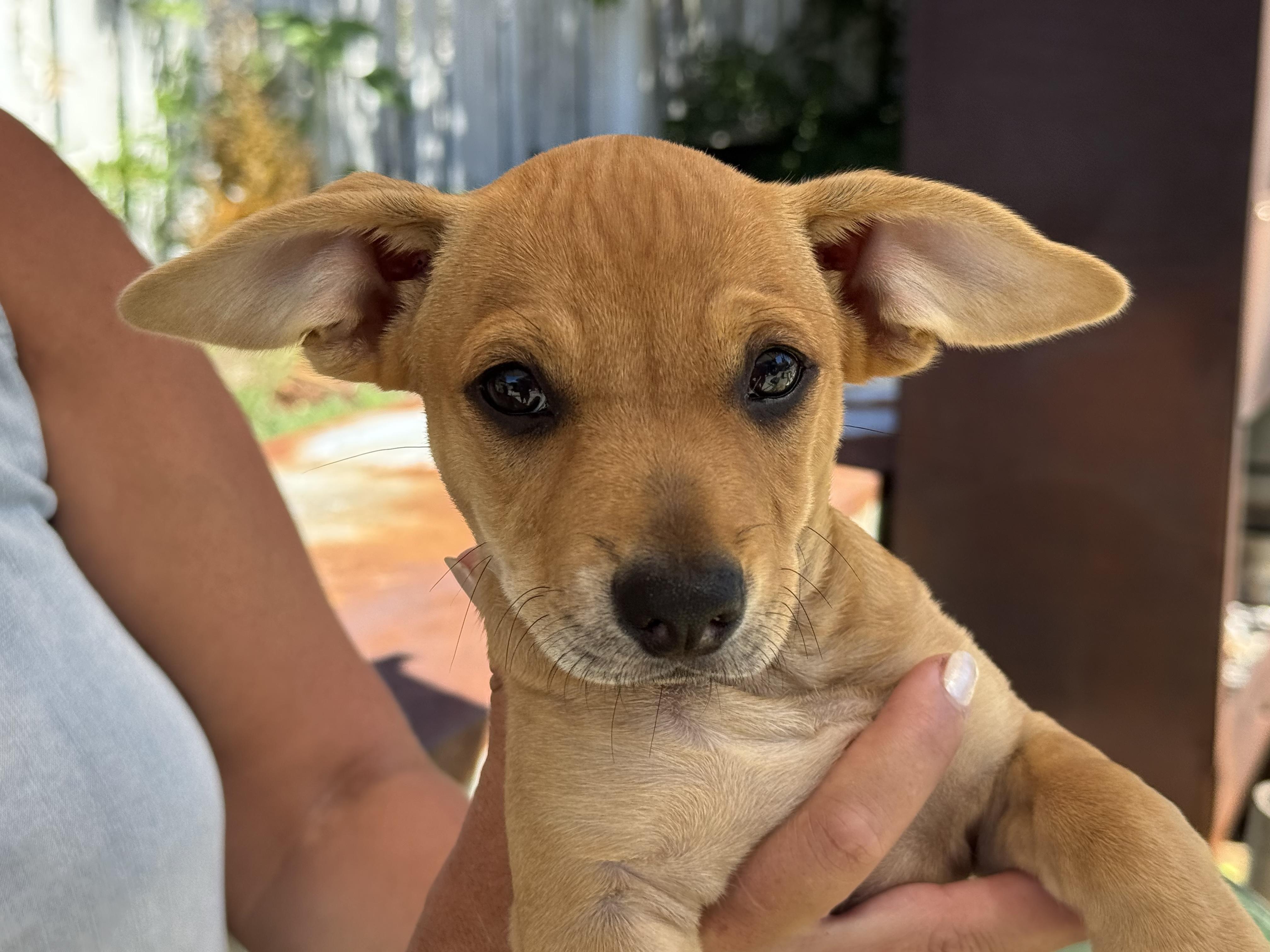 Enlarge Peanut Butter, an adopted mixed breed in Silverdale, WA image 2/4