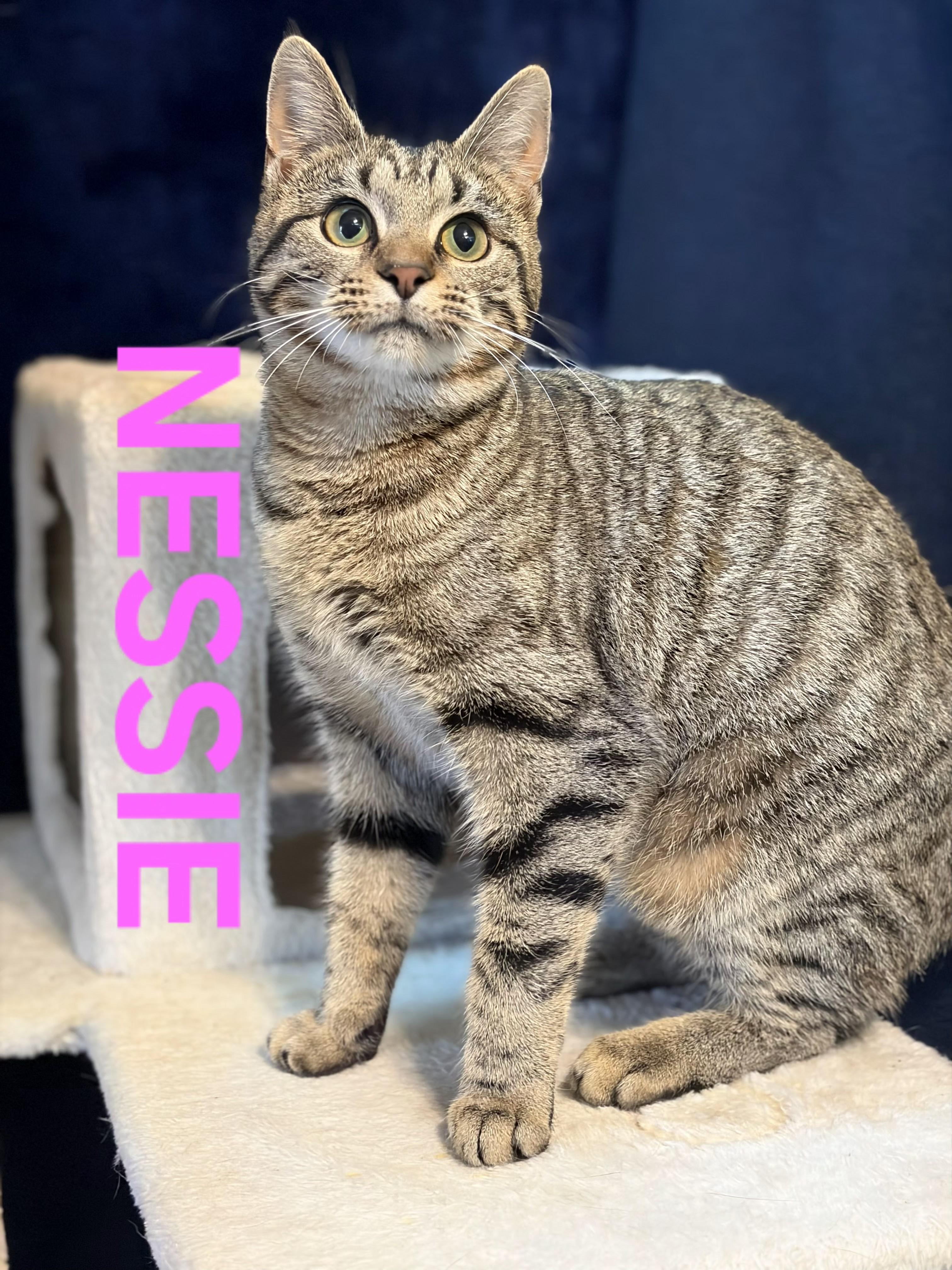 NESSIE, ADOPTABLE, Young Female Tabby.