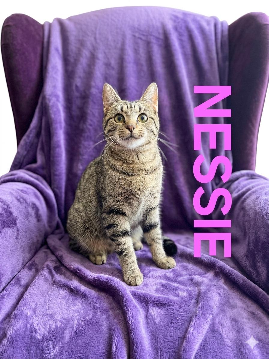 NESSIE, ADOPTABLE, Young Female Tabby.