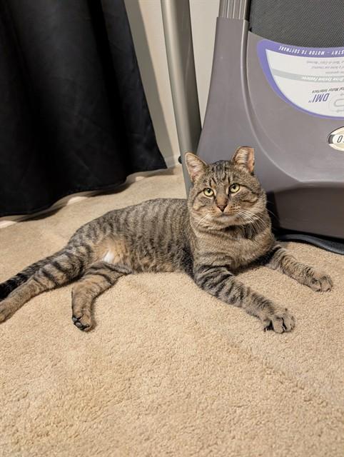 CHURCHILL, Adoptable, Adult Male Domestic Short Hair.