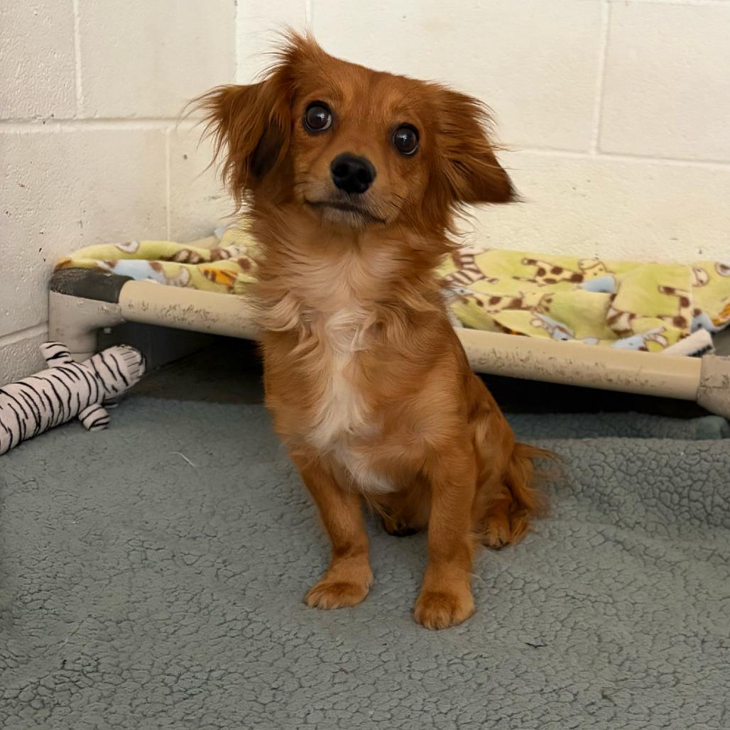 Enlarge Seth, a Adoptable mixed breed in Grand Junction, CO image 2/2