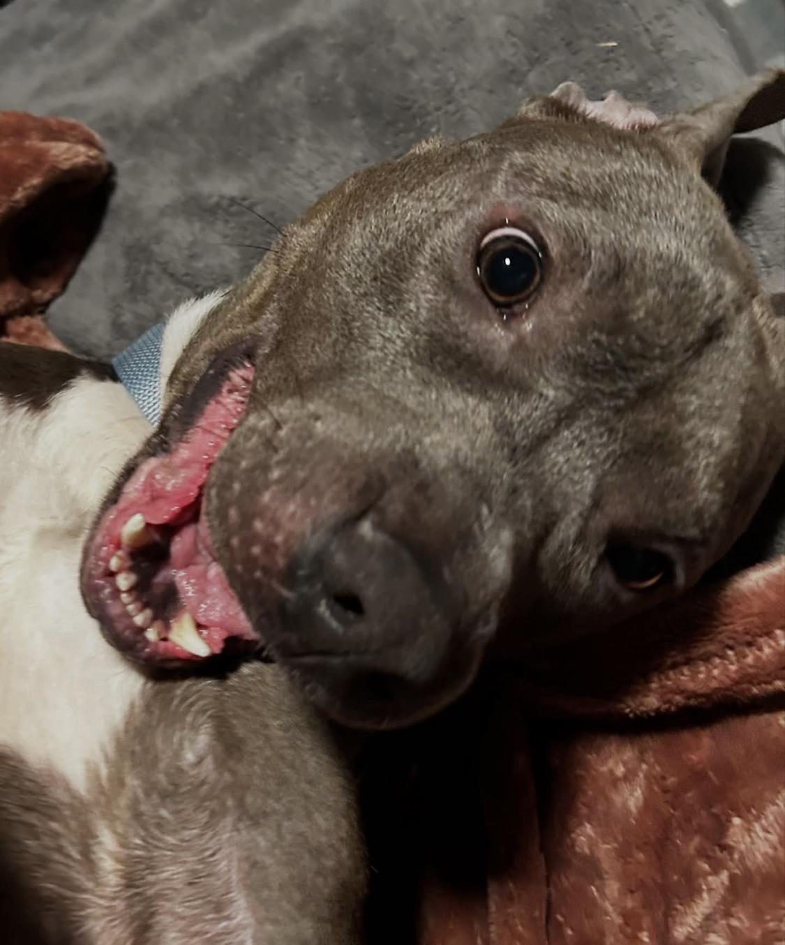 Slim Shady, a Adoptable mixed breed in Greenwood, IN image 2/5