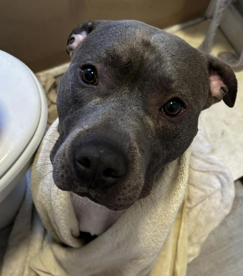 Slim Shady, a Adoptable mixed breed in Greenwood, IN image 4/5