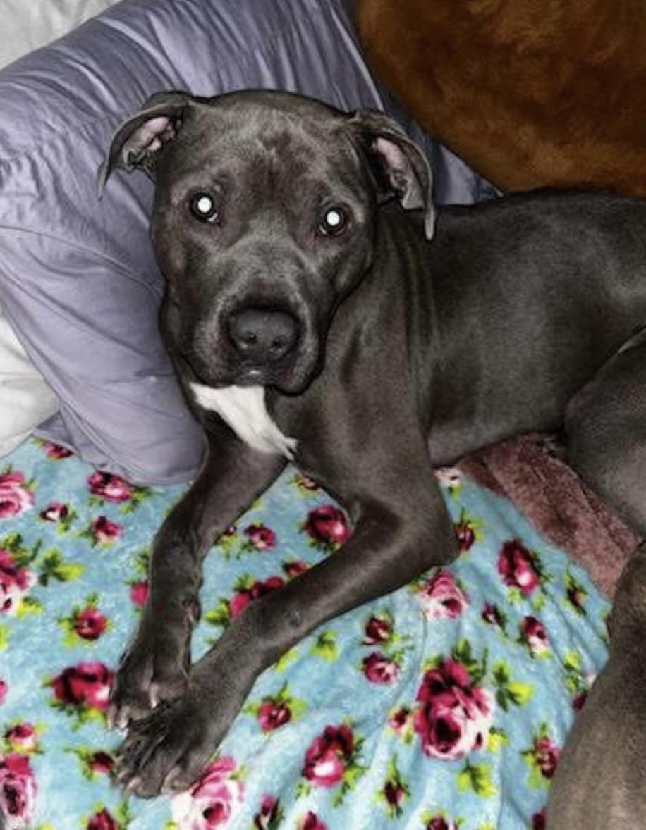 Slim Shady, a Adoptable mixed breed in Greenwood, IN image 5/5