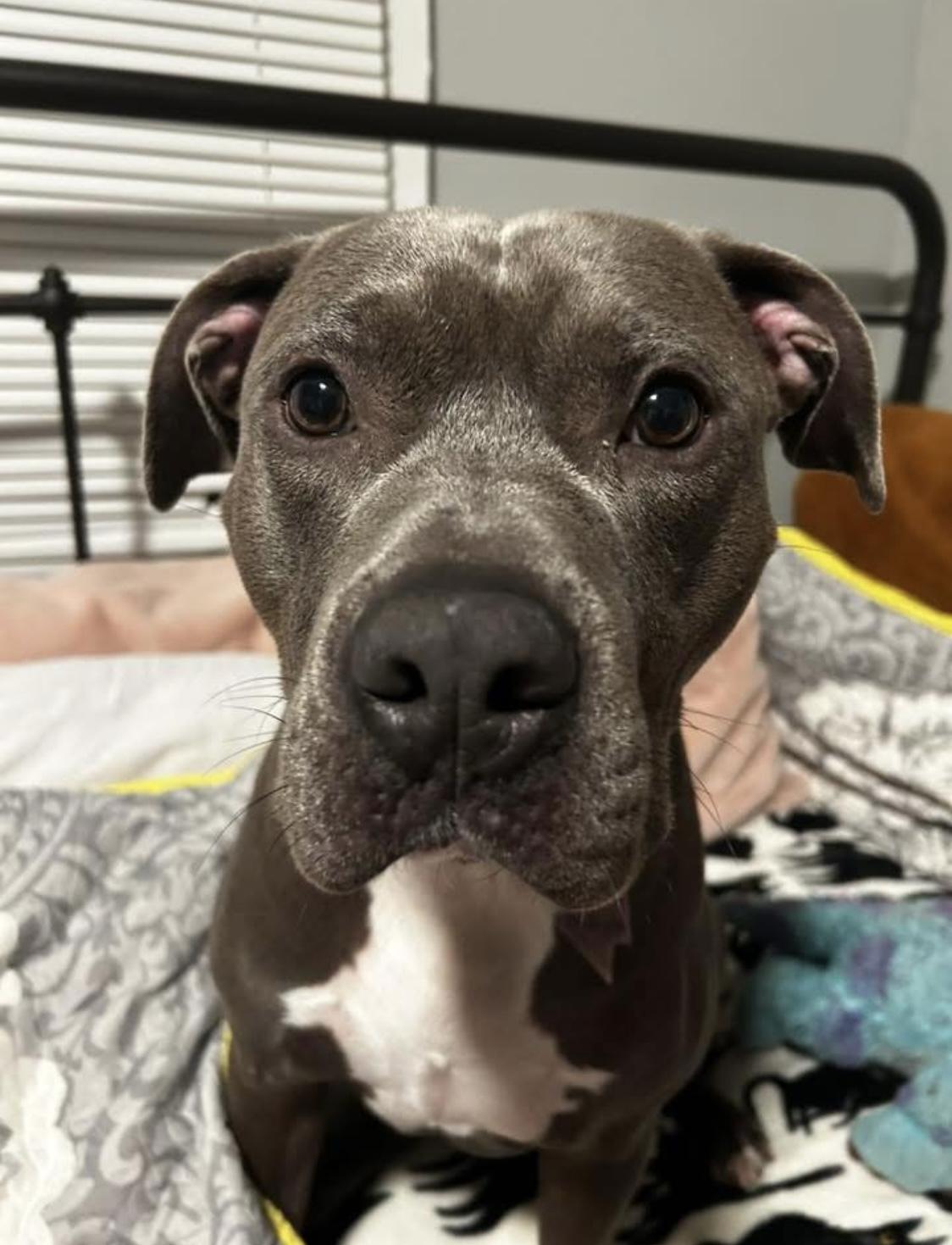 Slim Shady, Adoptable, Young Male American Staffordshire Terrier.