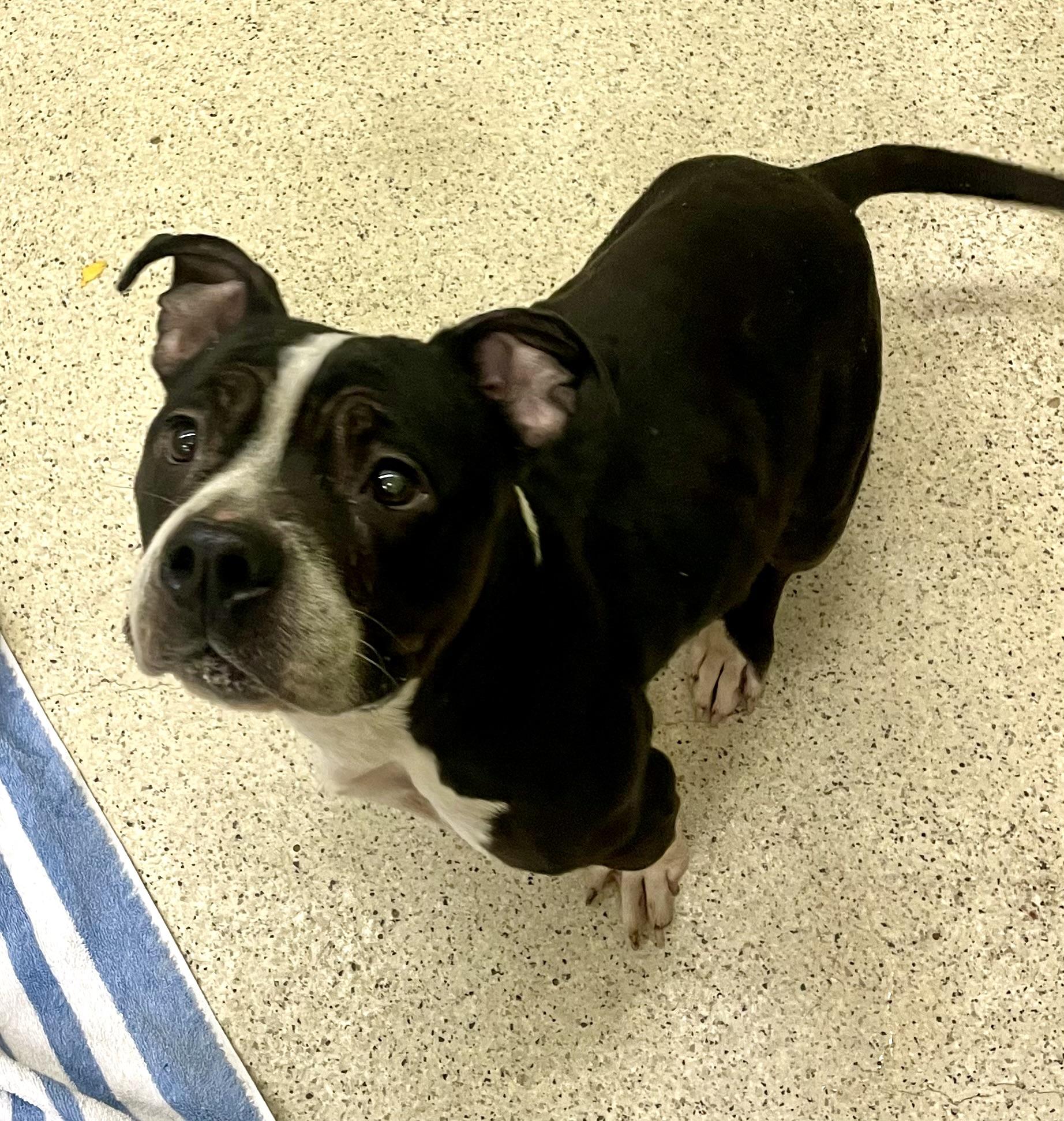 Enlarge Debbie, an adoptable mixed breed in Muncie, IN image 6/6