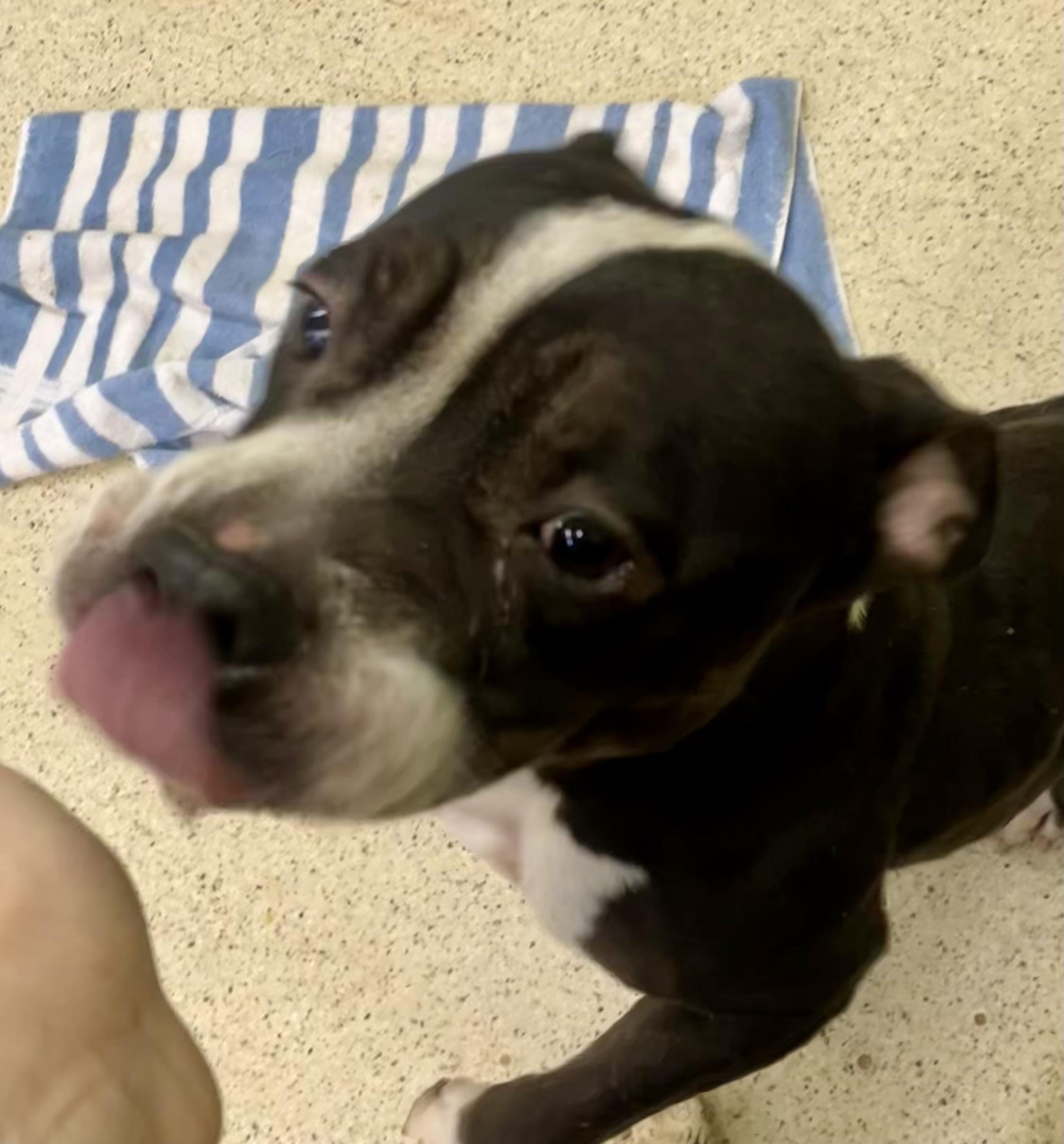 Enlarge Debbie, an adoptable mixed breed in Muncie, IN image 5/6