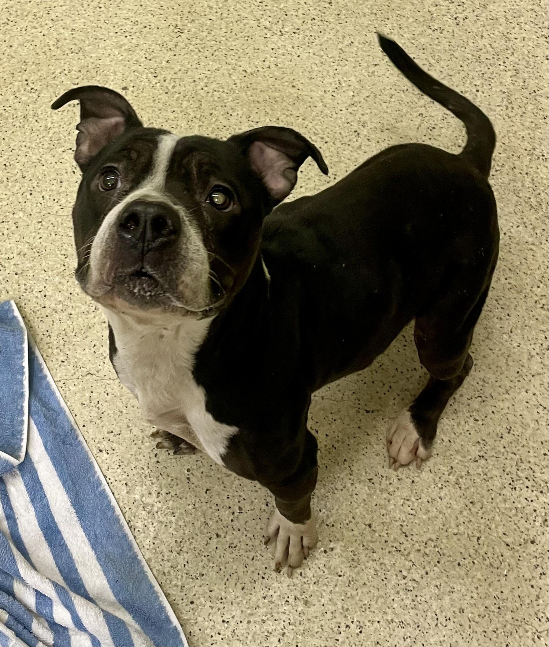 Enlarge Debbie, an adoptable mixed breed in Muncie, IN image 4/6