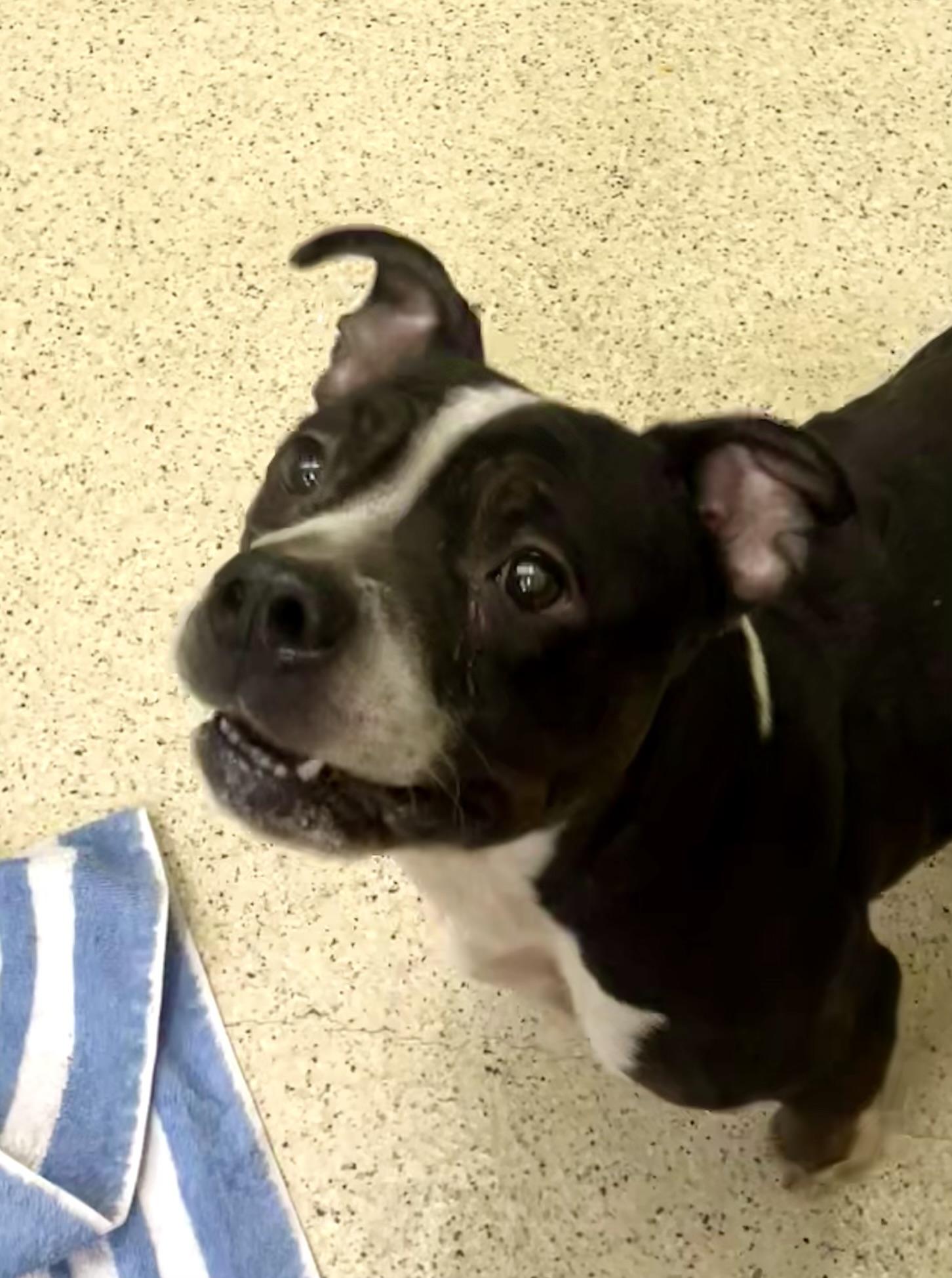 Enlarge Debbie, an adoptable mixed breed in Muncie, IN image 3/6