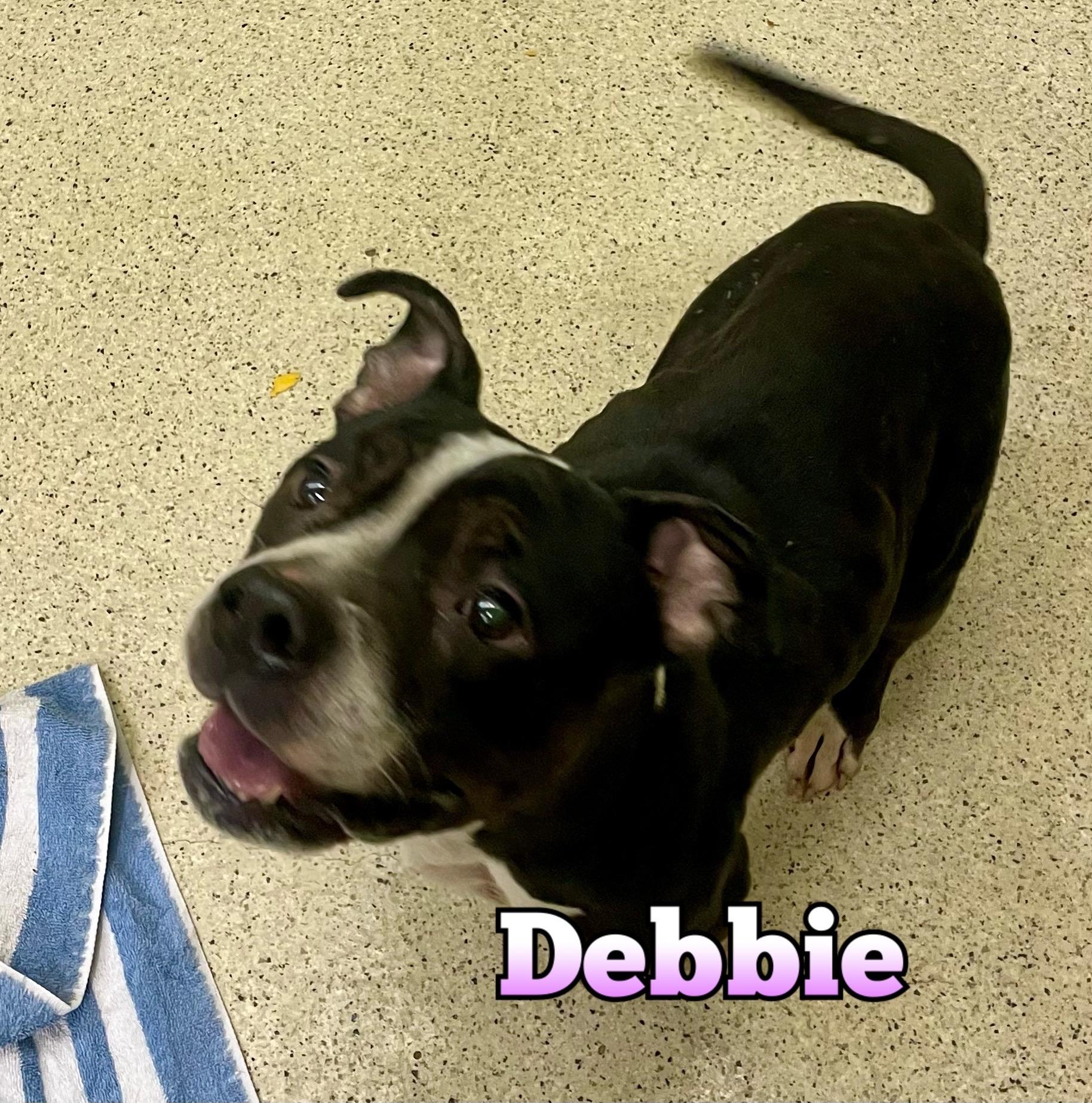 Debbie, adoptable, Adult Female Terrier.