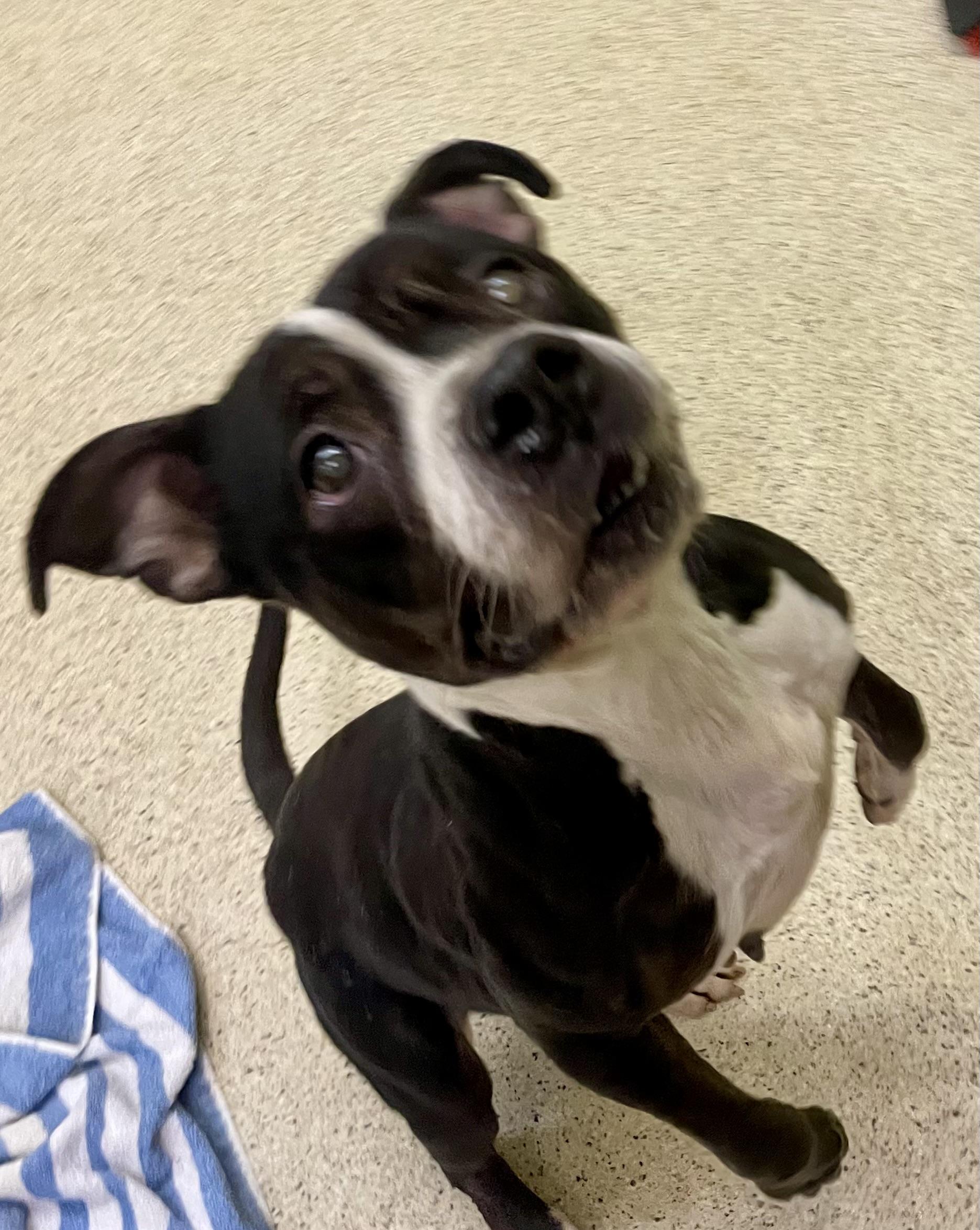 Enlarge Debbie, an adoptable mixed breed in Muncie, IN image 2/6