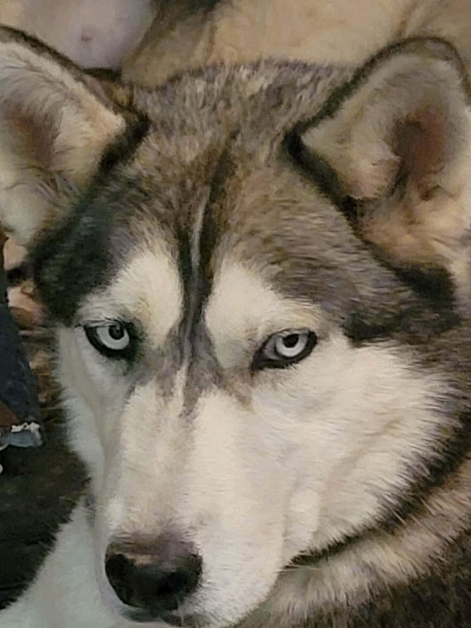 Harper, Adoptable, Young Female Siberian Husky.