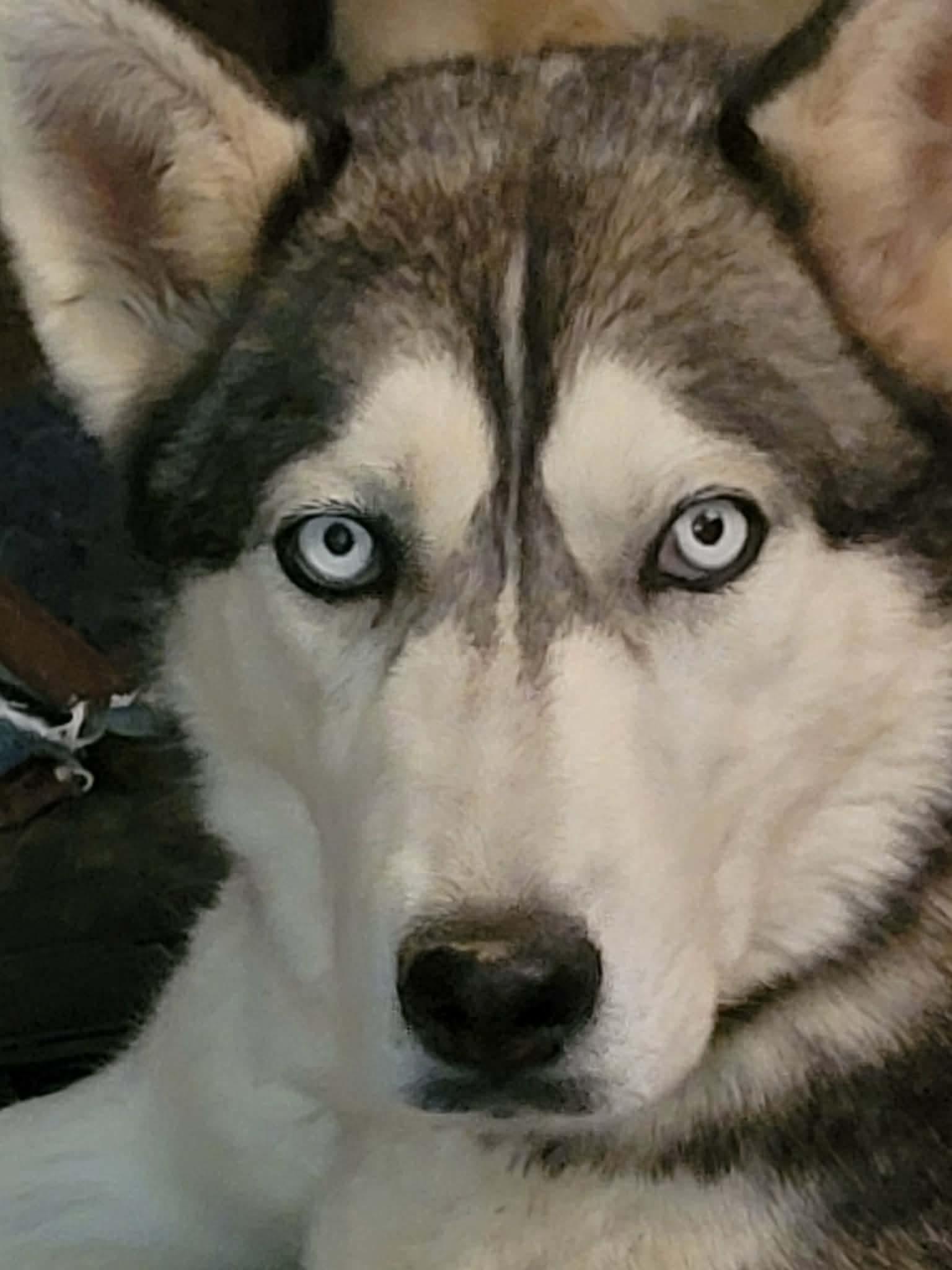 Enlarge Harper, a Adoptable Siberian Husky in Cedar Crest, NM image 2/3