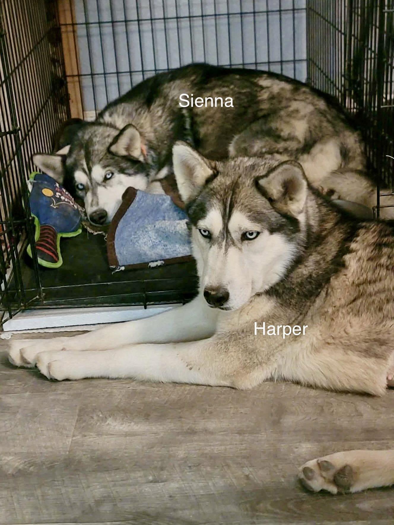 Enlarge Harper, a Adoptable Siberian Husky in Cedar Crest, NM image 3/3