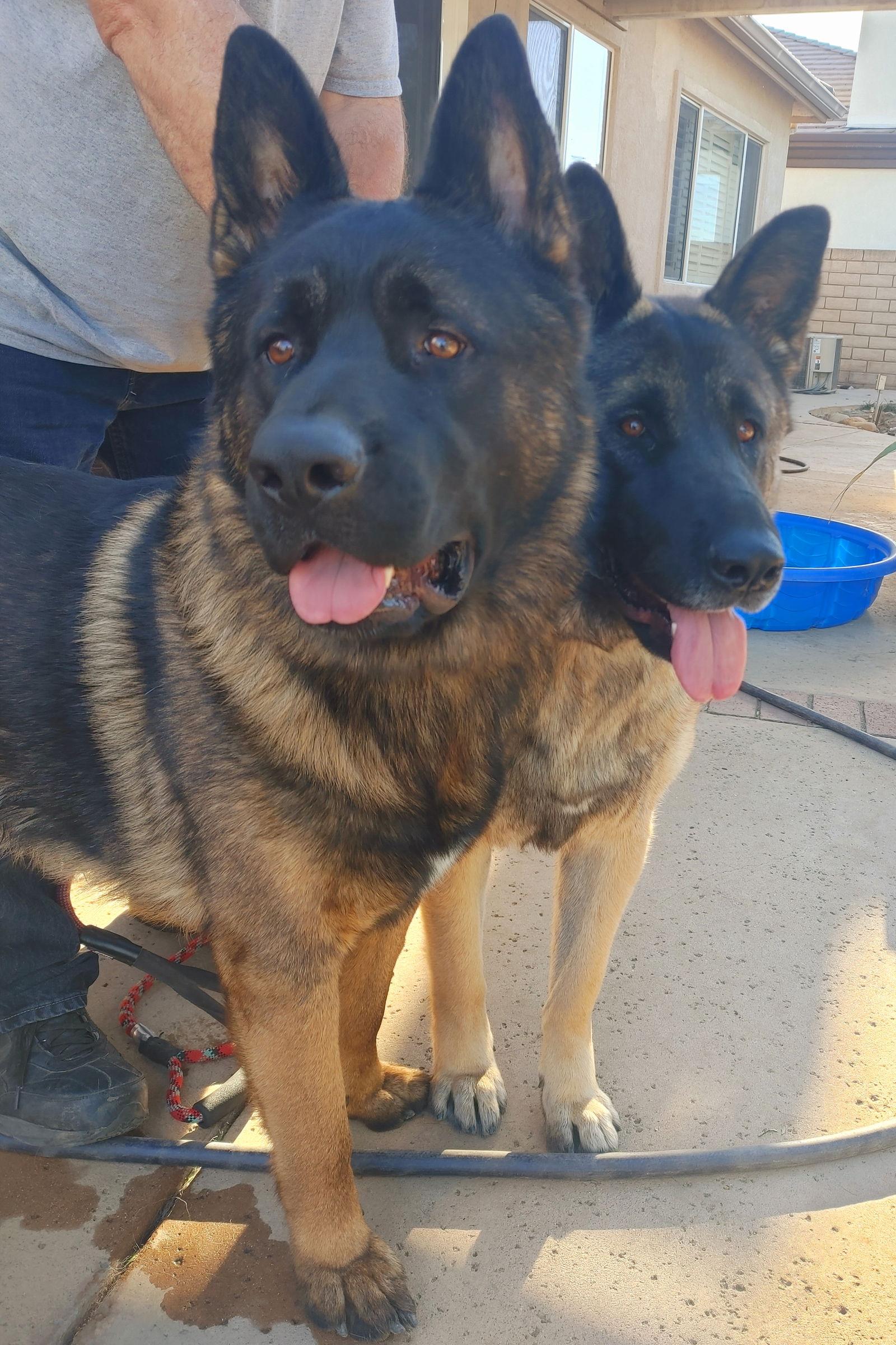 Enlarge Eclipse and Shade, a Adoptable mixed breed in Romoland, CA image 1/3