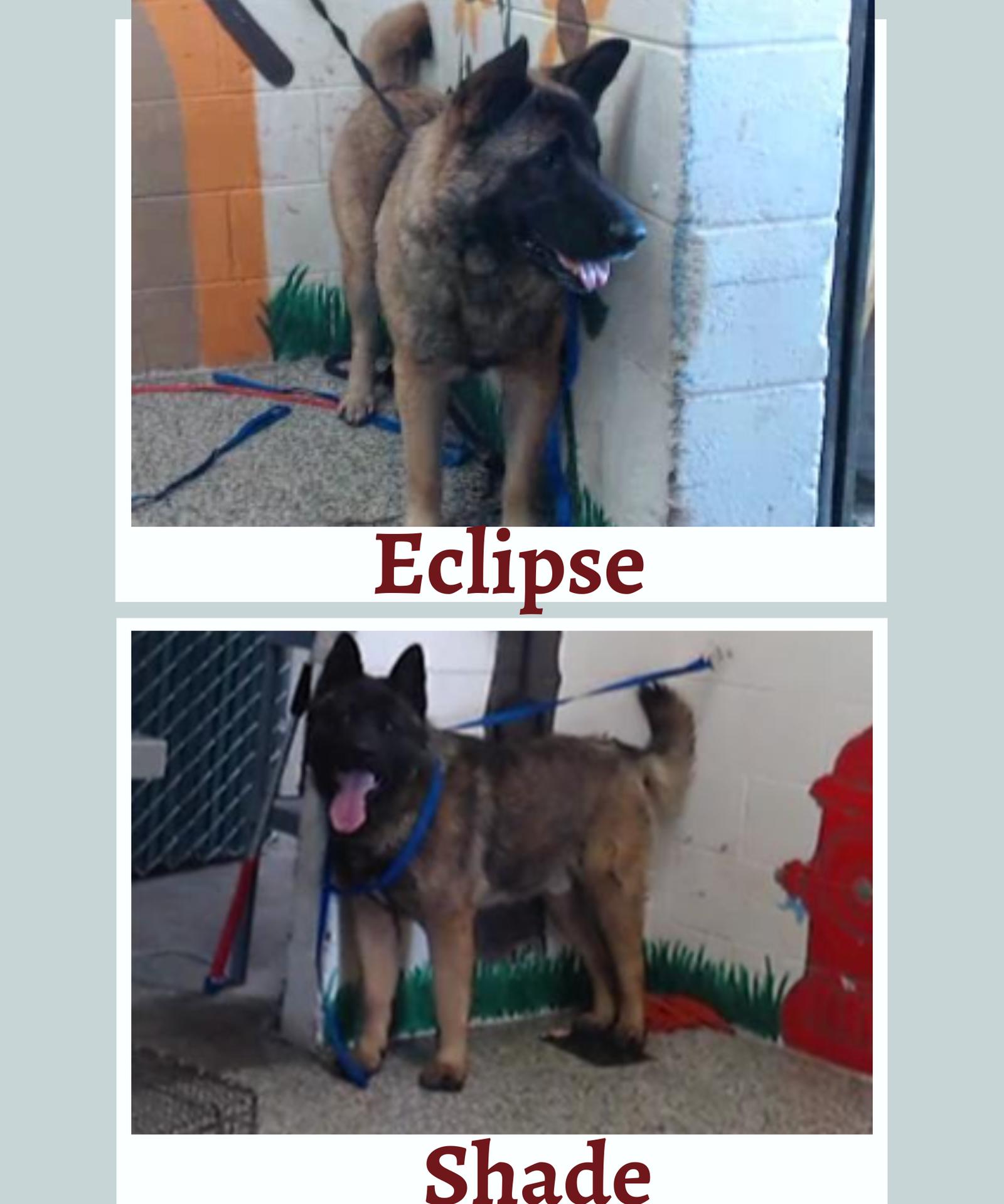 Enlarge Eclipse and Shade, a Adoptable mixed breed in Romoland, CA image 1/3
