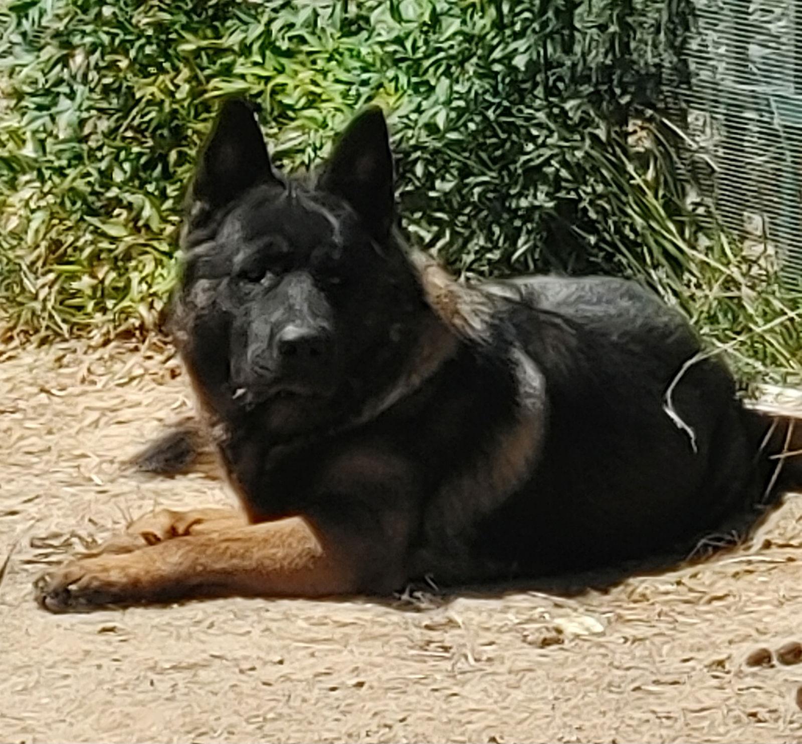 Enlarge Eclipse and Shade, a Adoptable mixed breed in Romoland, CA image 2/3