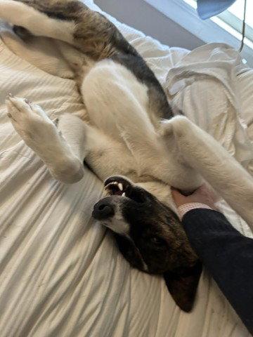 George, Adoptable, Adult Male Border Collie.