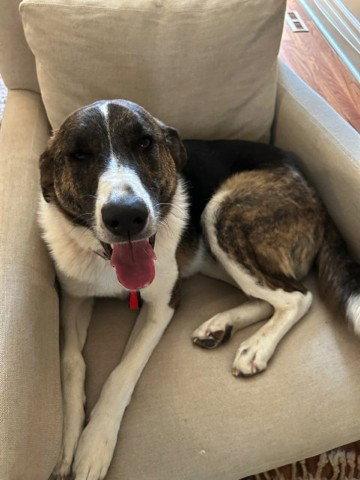 George, a Adoptable Border Collie in Etobicoke, ON image 2/3