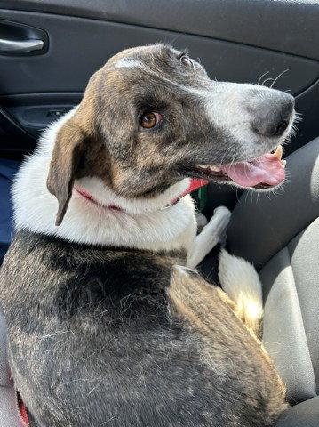 George, a Adoptable Border Collie in Etobicoke, ON image 3/3