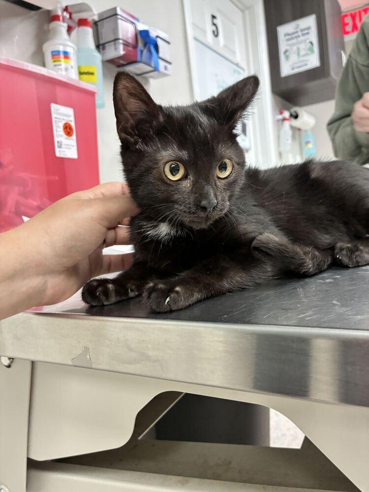 Enlarge Black Bear, a Adoptable Domestic Short Hair in Marietta, GA image 1/2