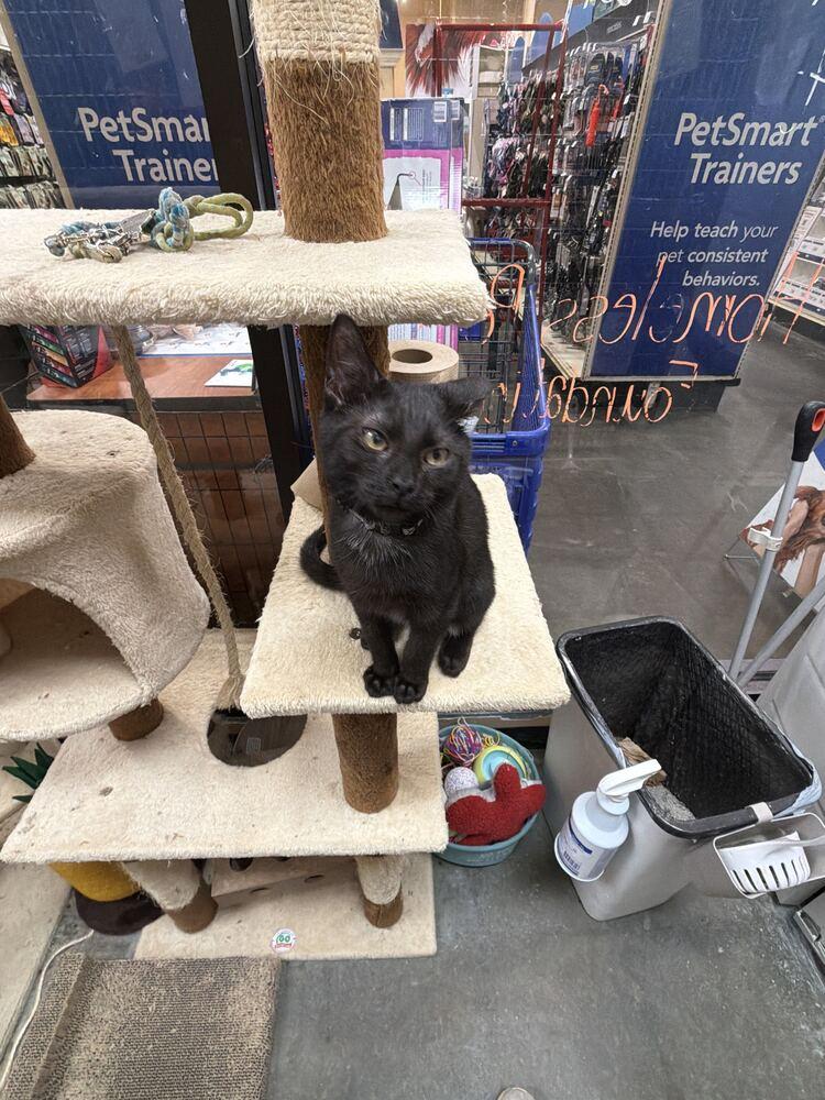 Enlarge Black Bear, a Adoptable Domestic Short Hair in Marietta, GA image 2/2