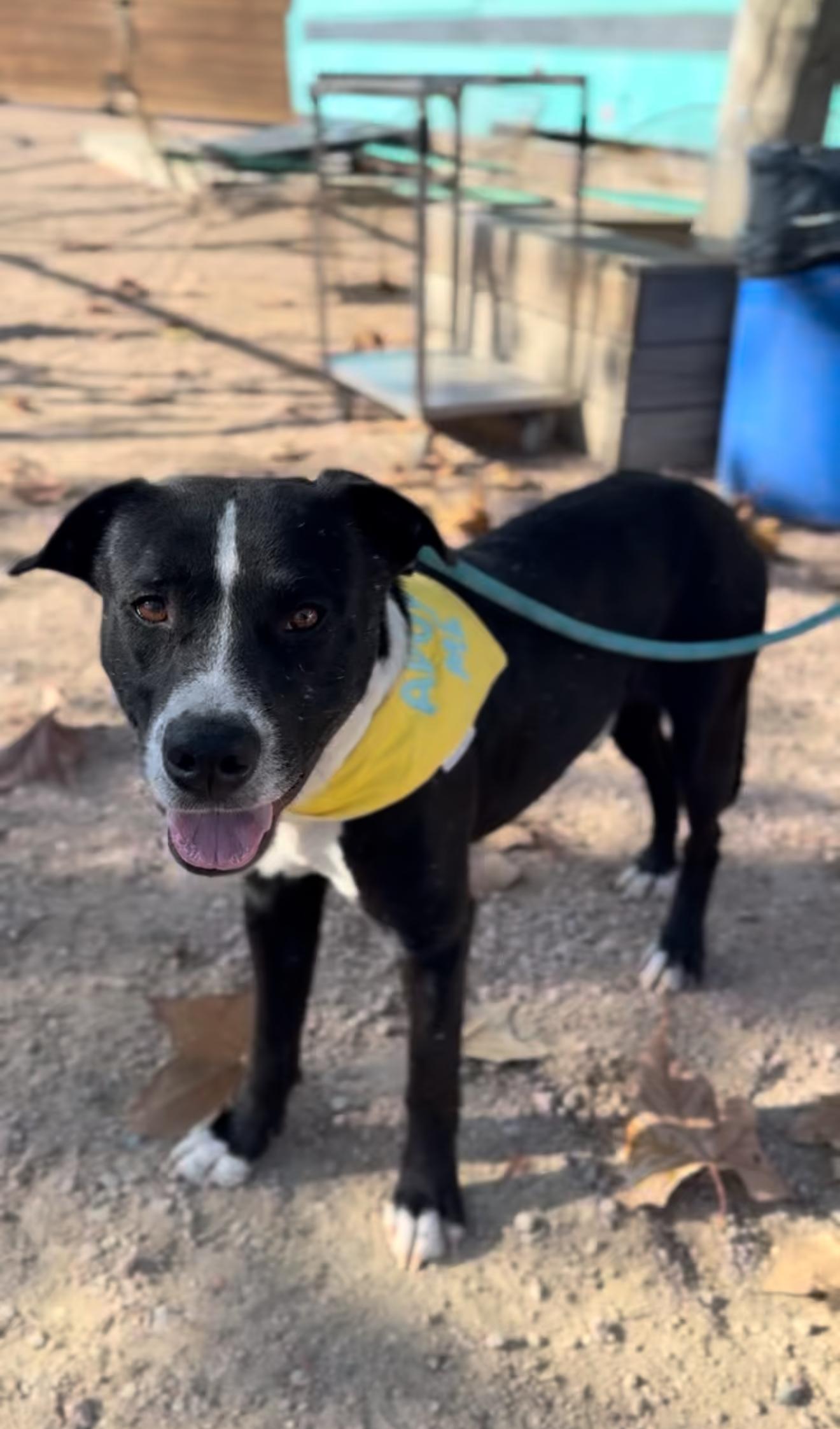 Sparky, a Adoptable mixed breed in Clinton, NJ image 3/6