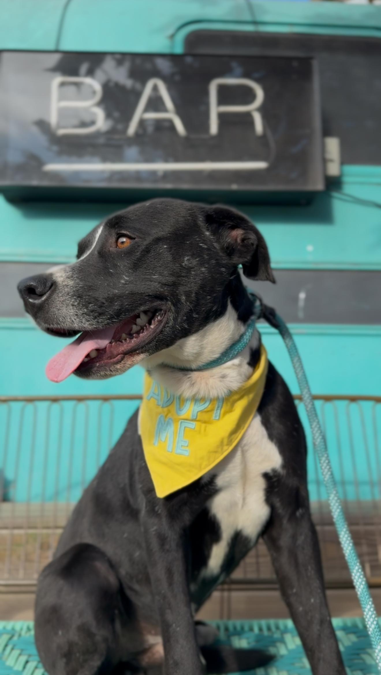 Sparky, a Adoptable mixed breed in Clinton, NJ image 6/6