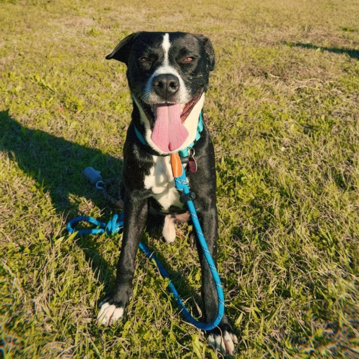 Sparky, a Adoptable mixed breed in Clinton, NJ image 1/6
