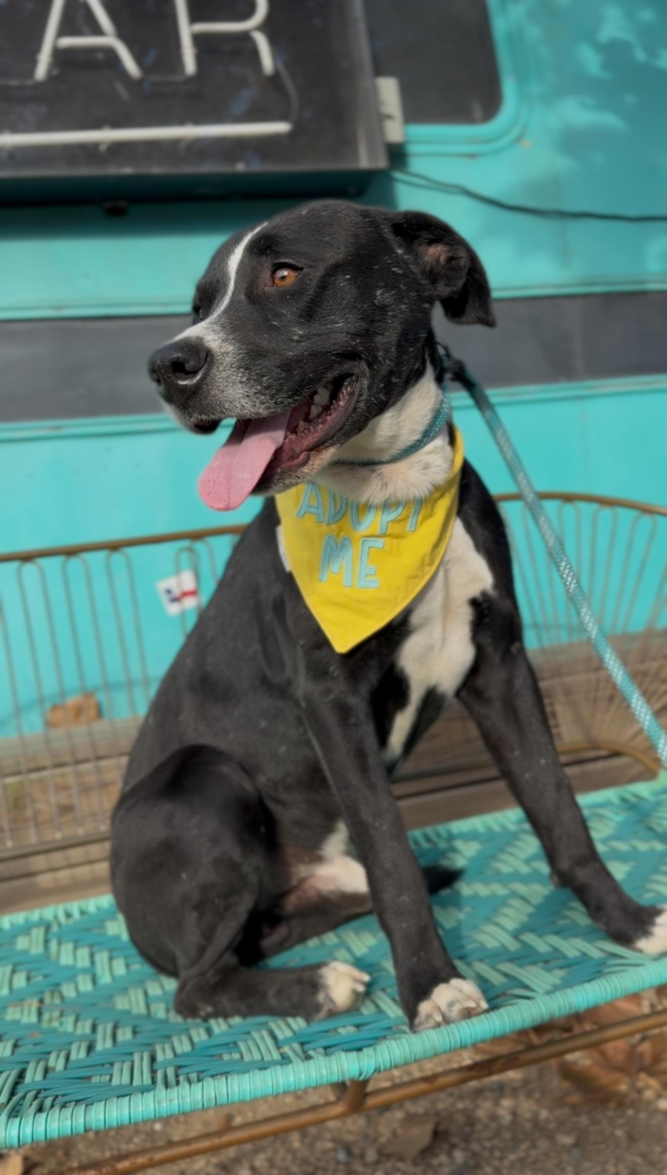 Sparky, a Adoptable mixed breed in Clinton, NJ image 4/6