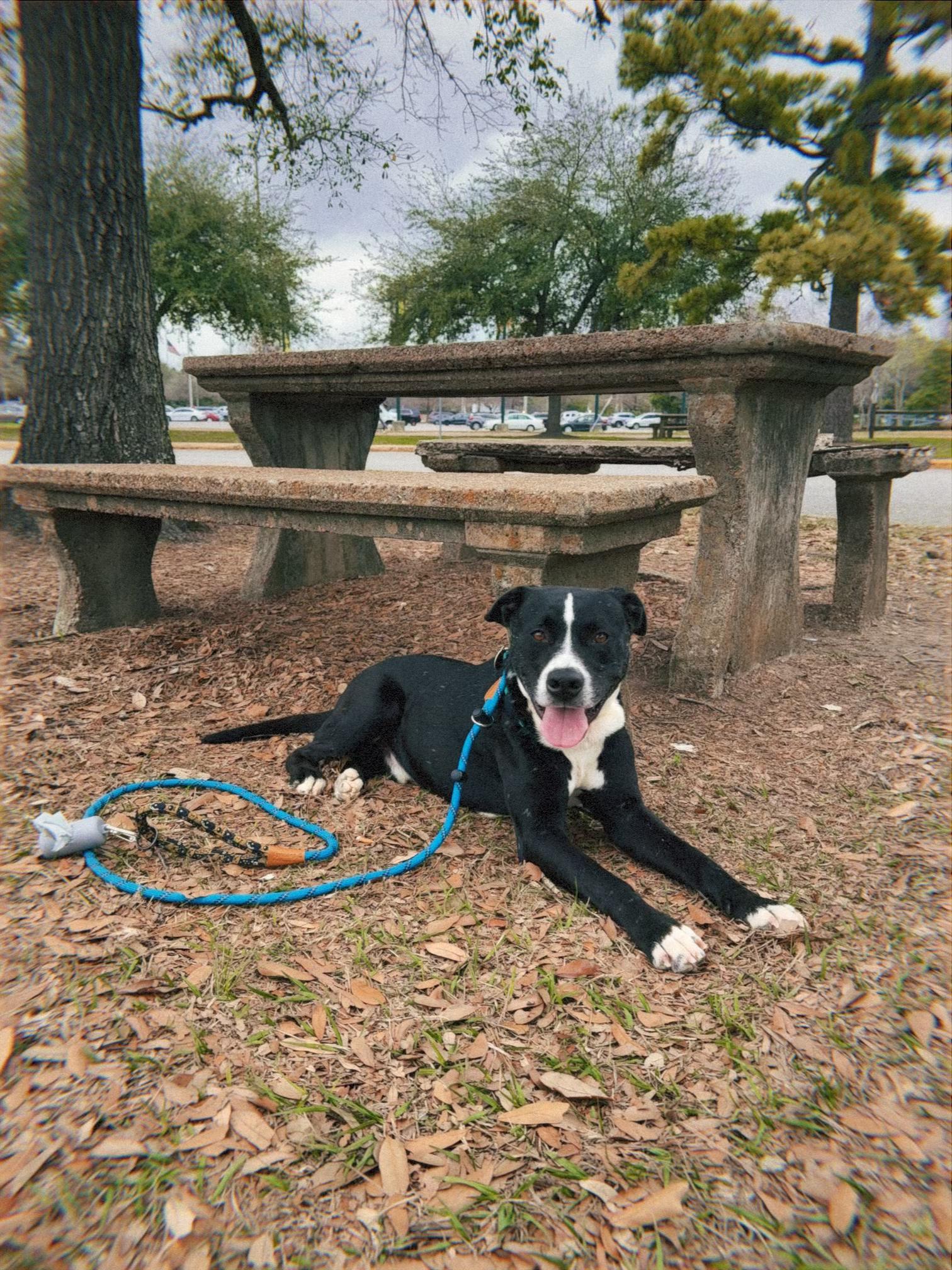 Sparky, a Adoptable mixed breed in Clinton, NJ image 2/6