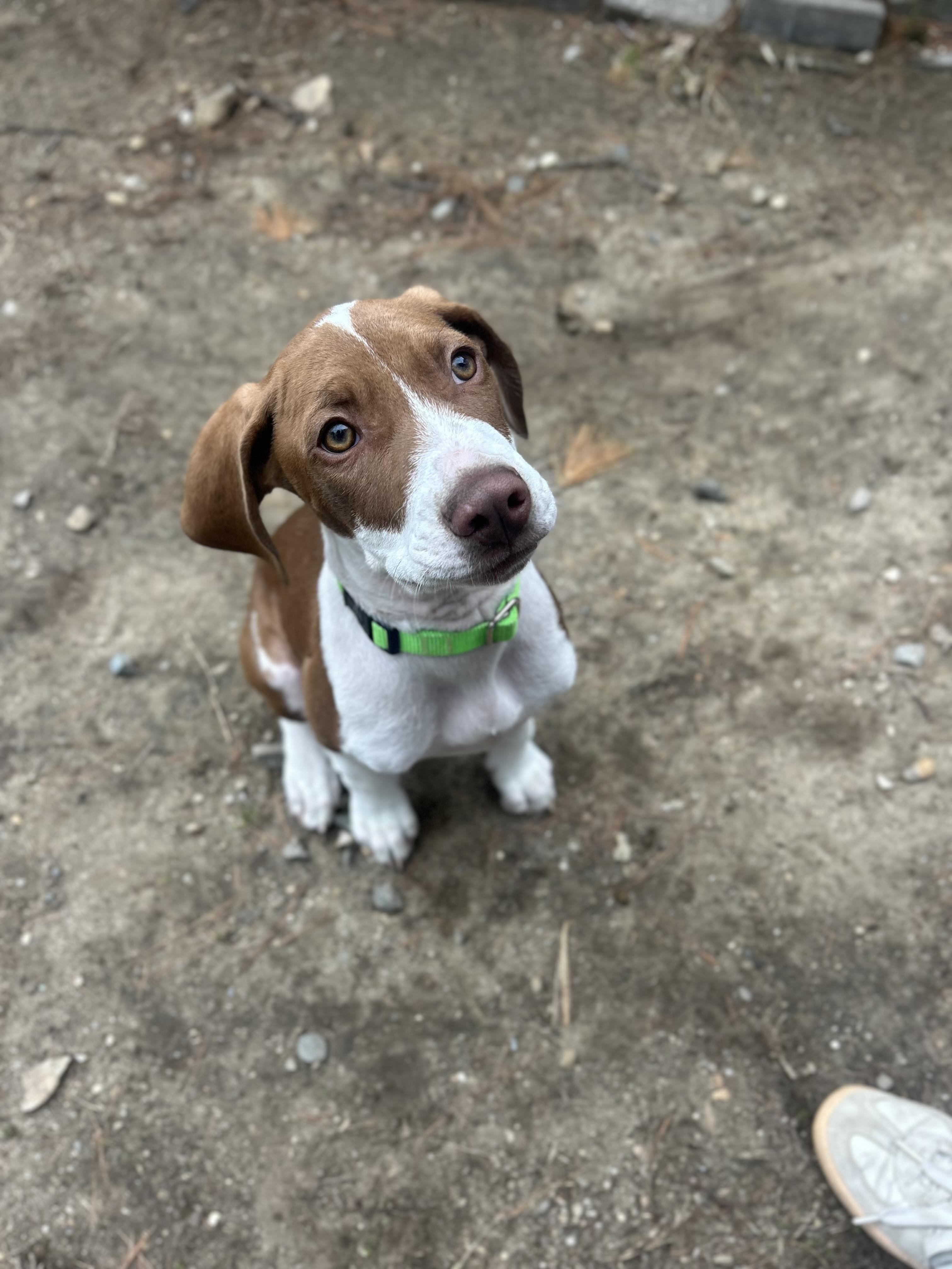 Enlarge DUBI, a ADOPTABLE mixed breed in Billerica, MA image 5/6