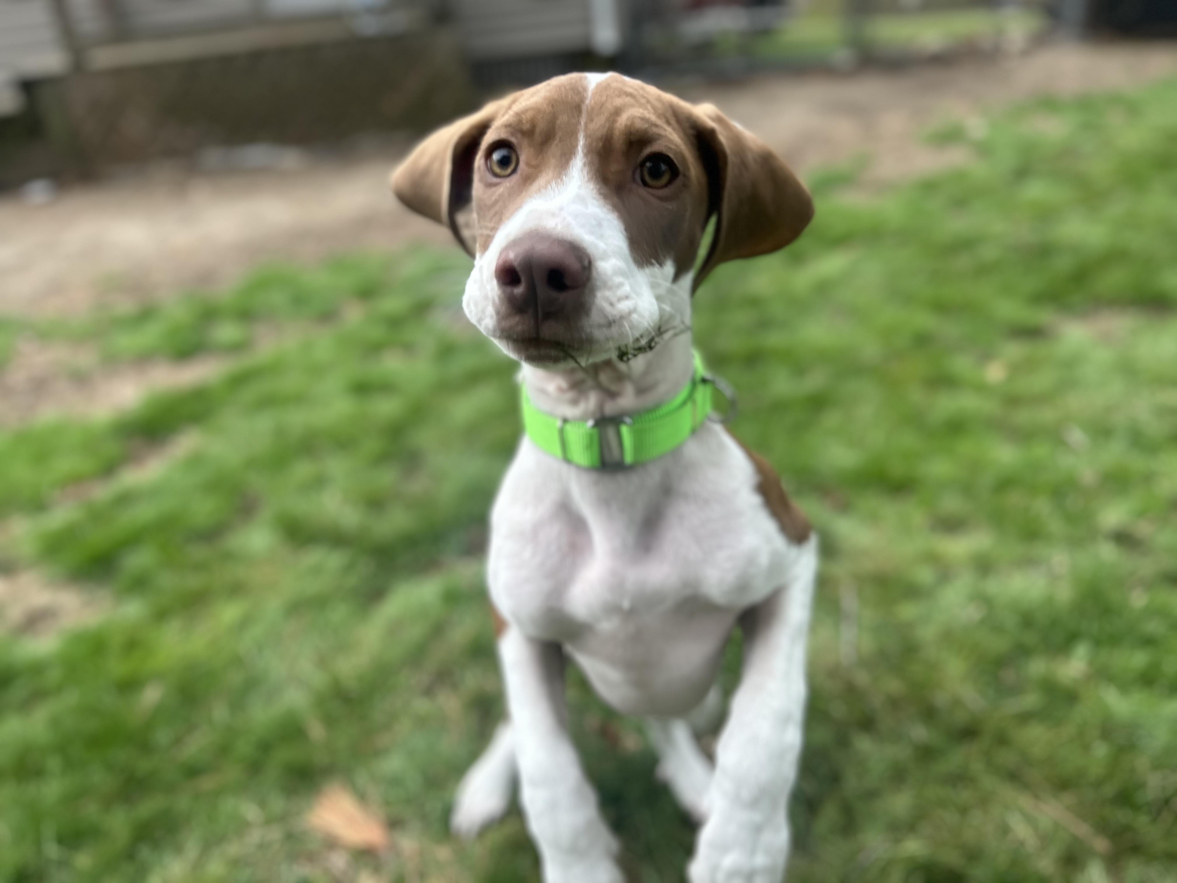 Enlarge DUBI, a ADOPTABLE mixed breed in Billerica, MA image 6/6