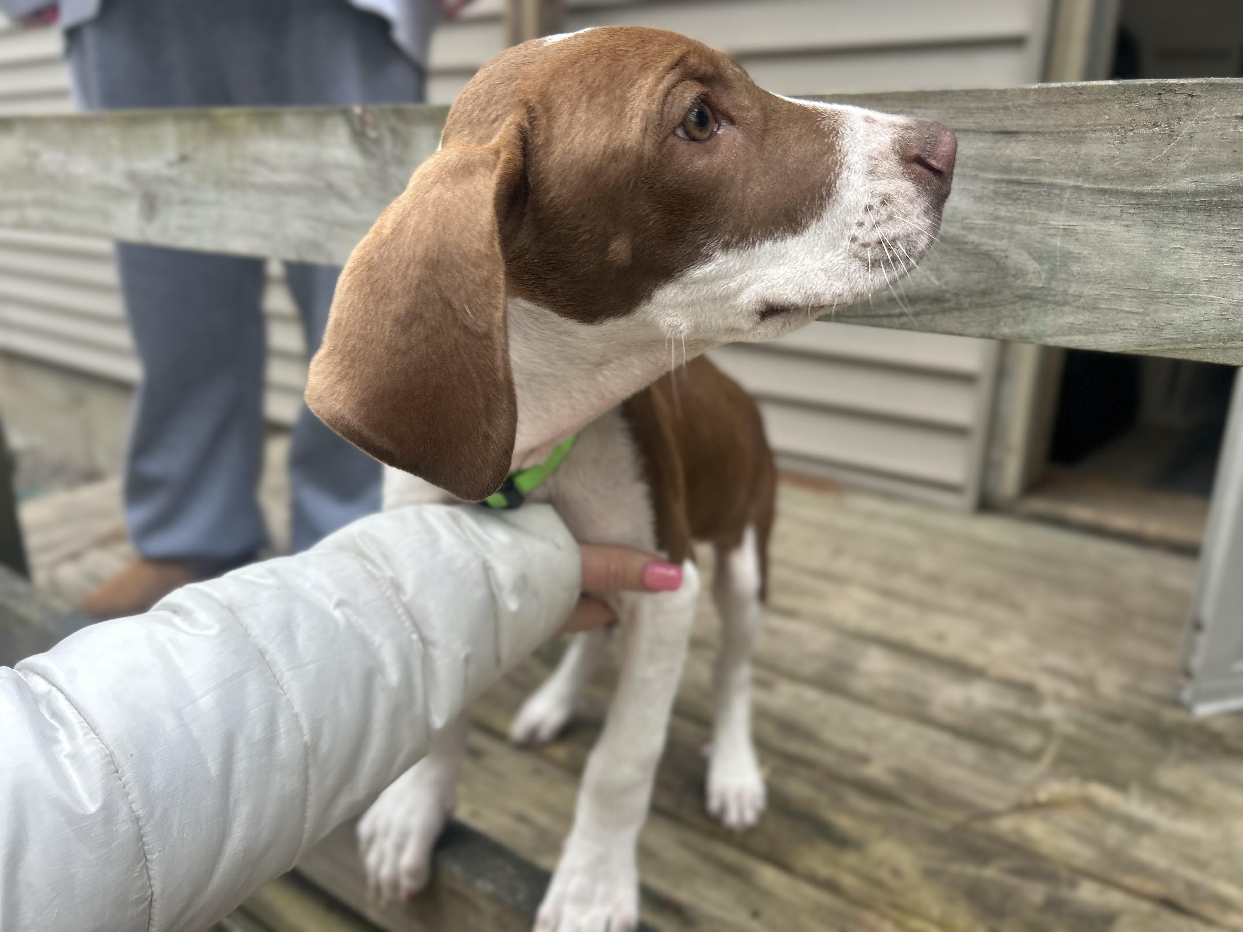 Enlarge DUBI, a ADOPTABLE mixed breed in Billerica, MA image 3/6