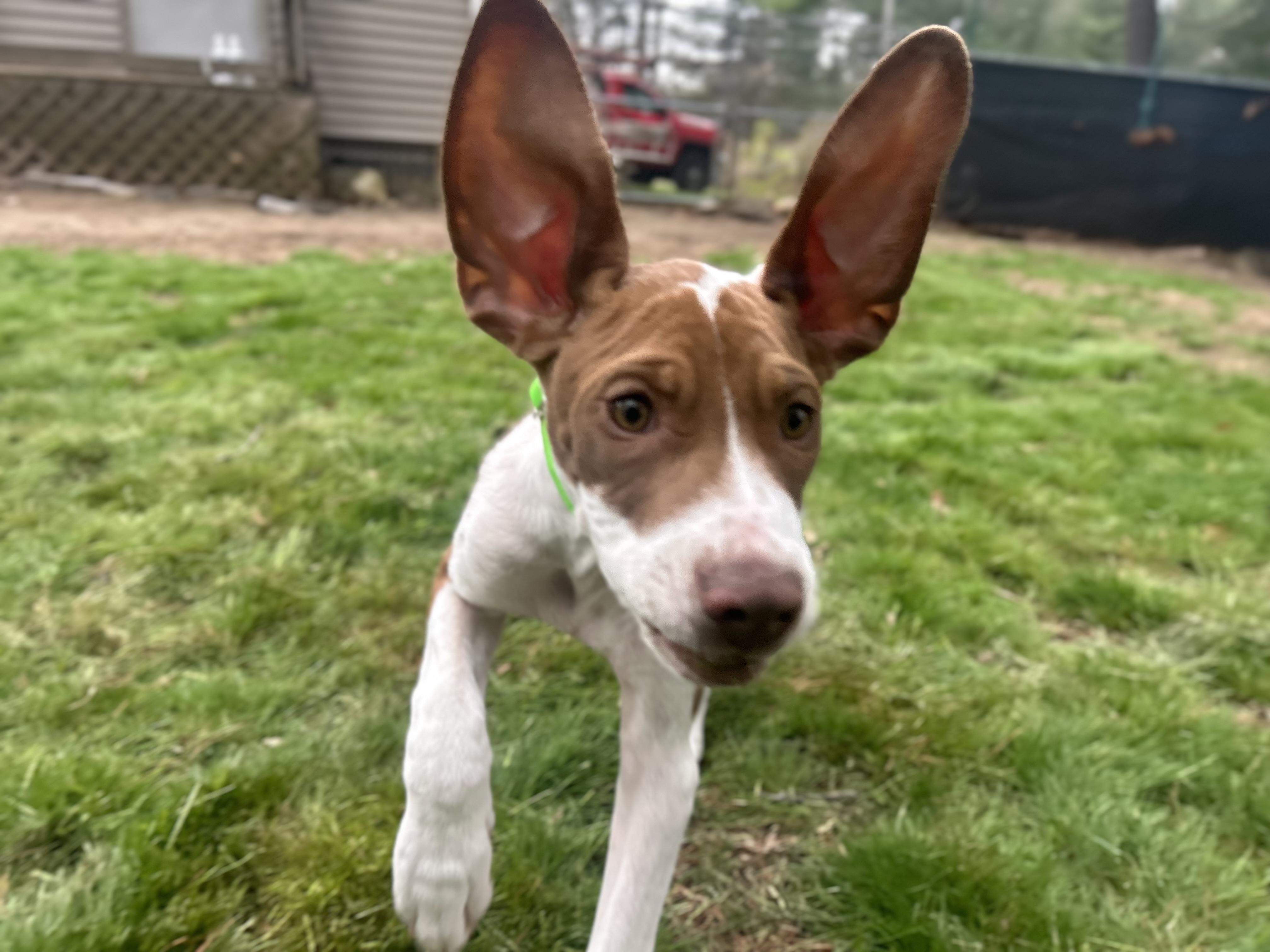 Enlarge DUBI, a ADOPTABLE mixed breed in Billerica, MA image 4/6