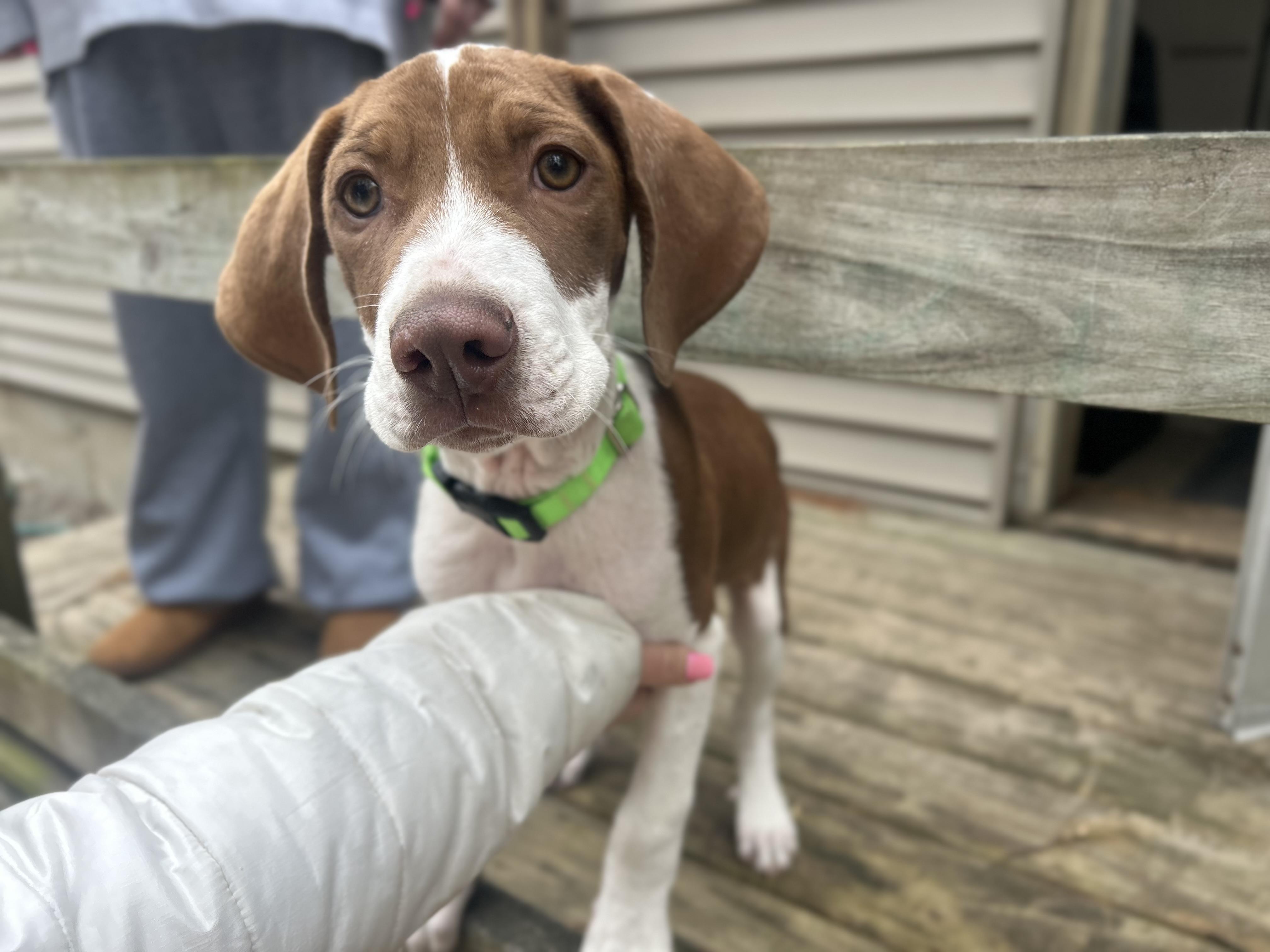 Enlarge DUBI, a ADOPTABLE mixed breed in Billerica, MA image 2/6