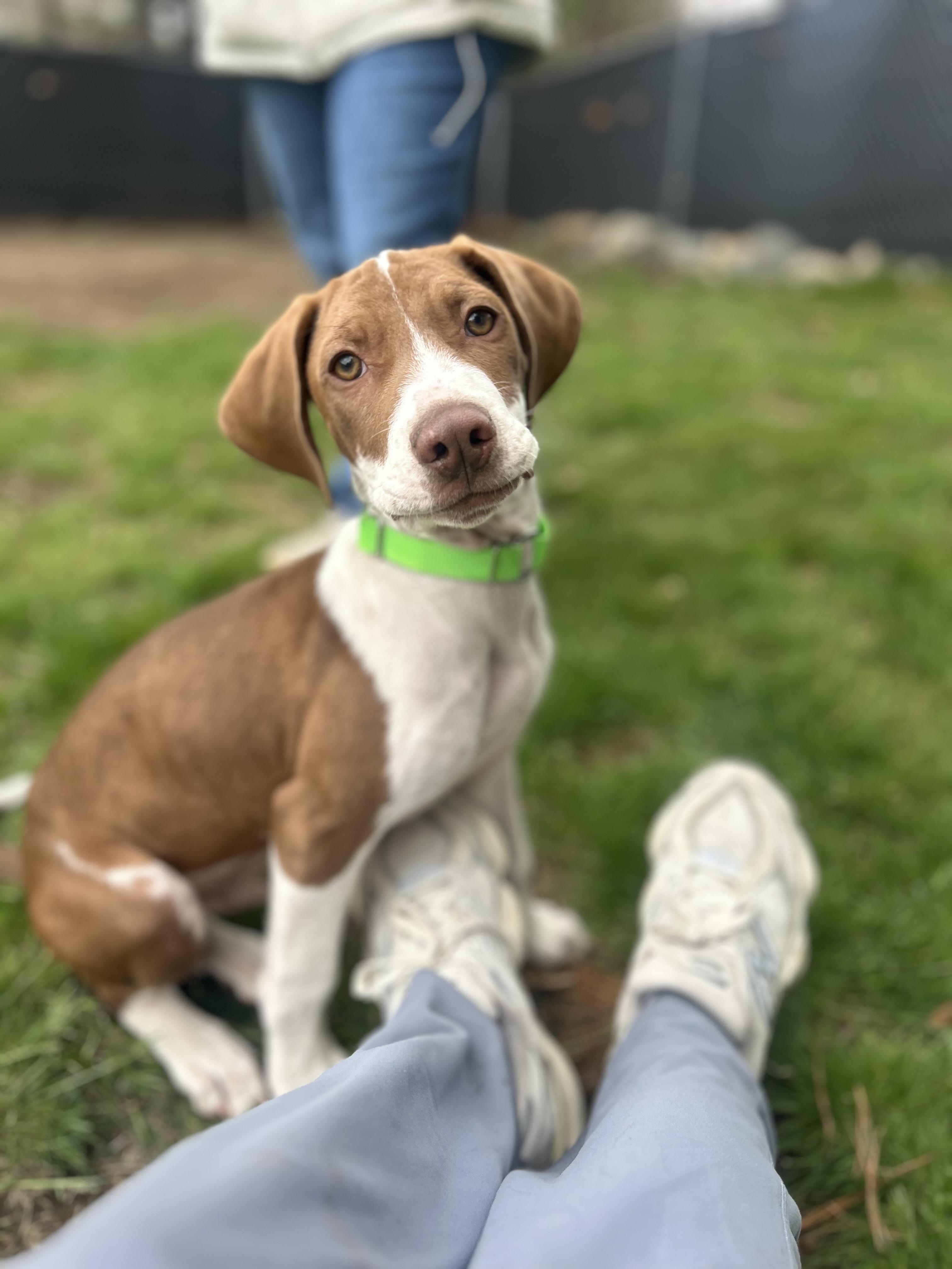 Enlarge DUBI, a ADOPTABLE mixed breed in Billerica, MA image 1/6