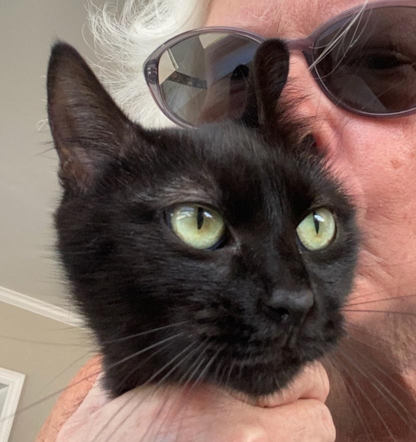 Enlarge Rose, a Adoptable Domestic Short Hair in Greensboro, NC image 1/1