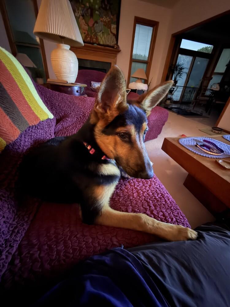 Lilith (Lilly), Adopted, Young Female German Shepherd Dog.