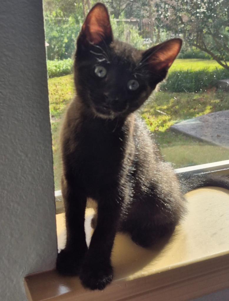 Ozzy, Adoptable, Kitten Male Domestic Short Hair.