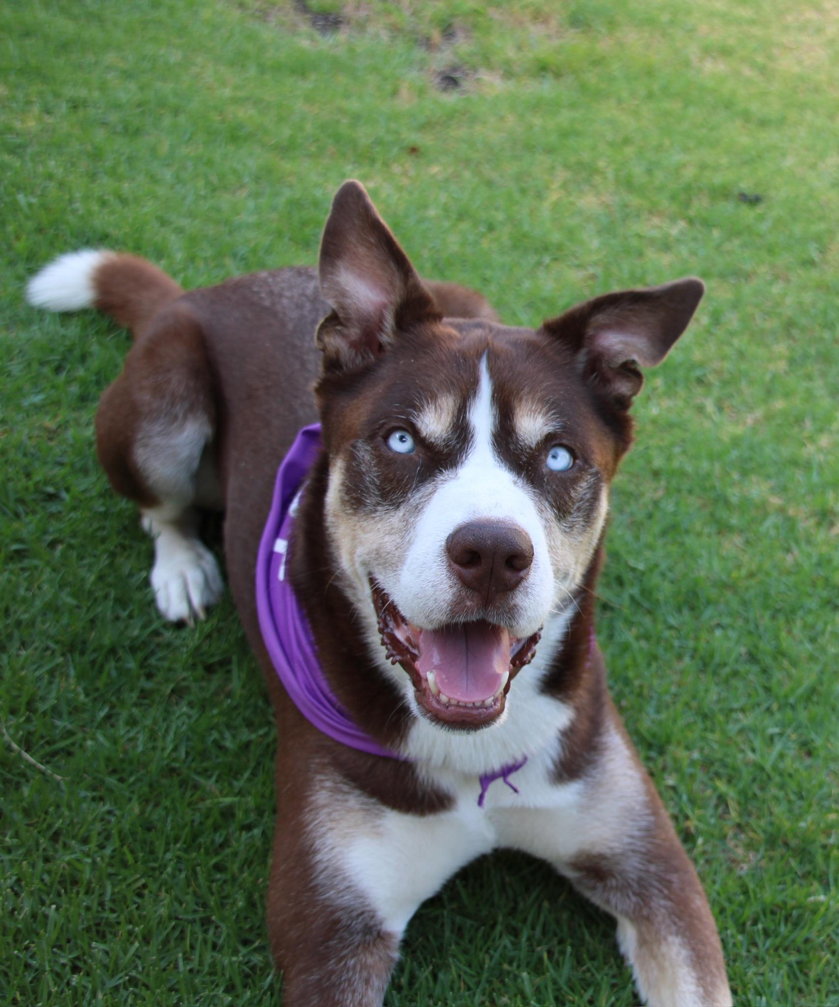 Enlarge Rio, a Adoptable Shepherd in Long Beach, CA image 1/5