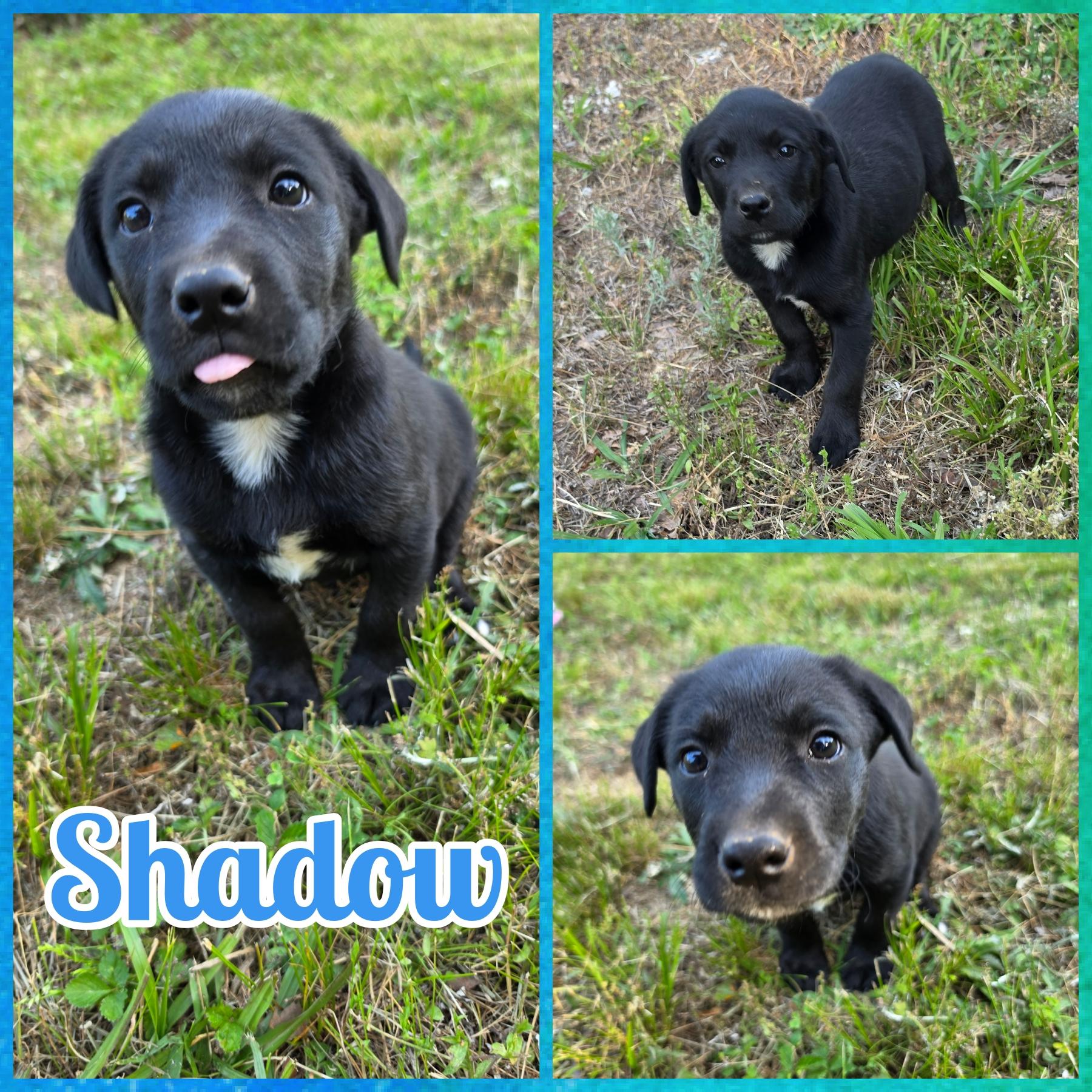 Enlarge Shadow, a Adoptable mixed breed in Blacksburg, SC image 1/1
