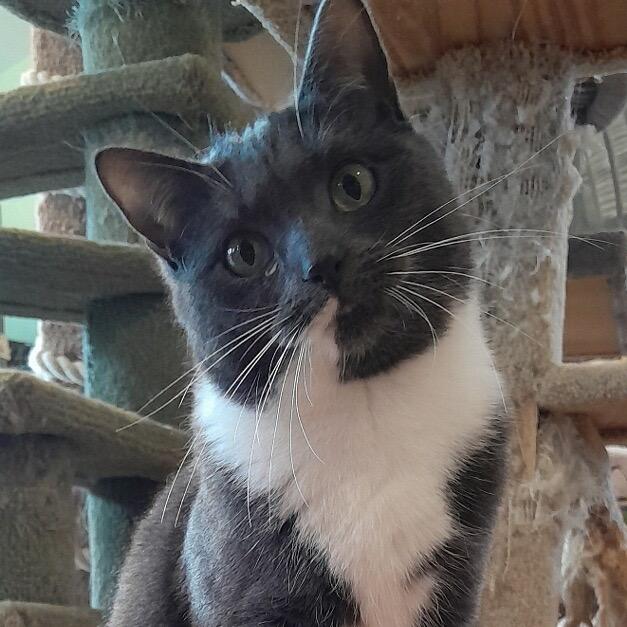 Mrs. Puff, a Adoptable Domestic Short Hair in Calverton, NY image 1/4