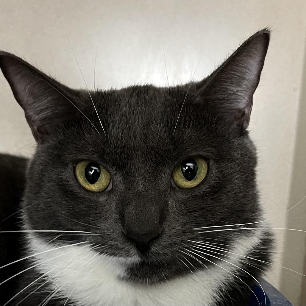 Mrs. Puff, a Adoptable Domestic Short Hair in Calverton, NY image 3/4
